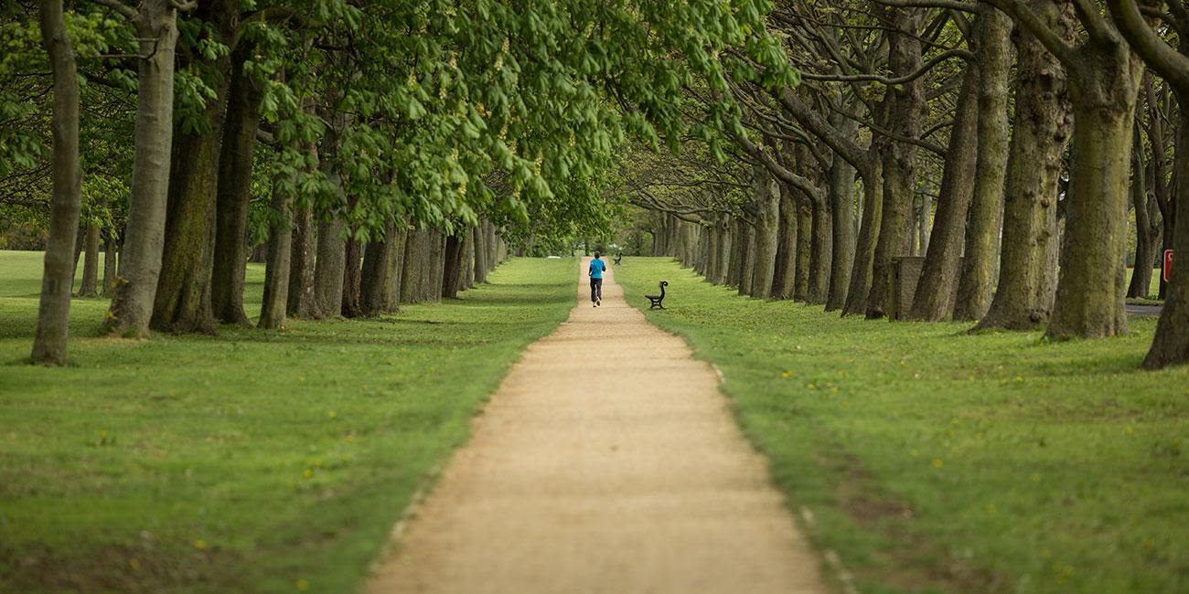 A runner in Roundhay Park jogging between rows of trees.