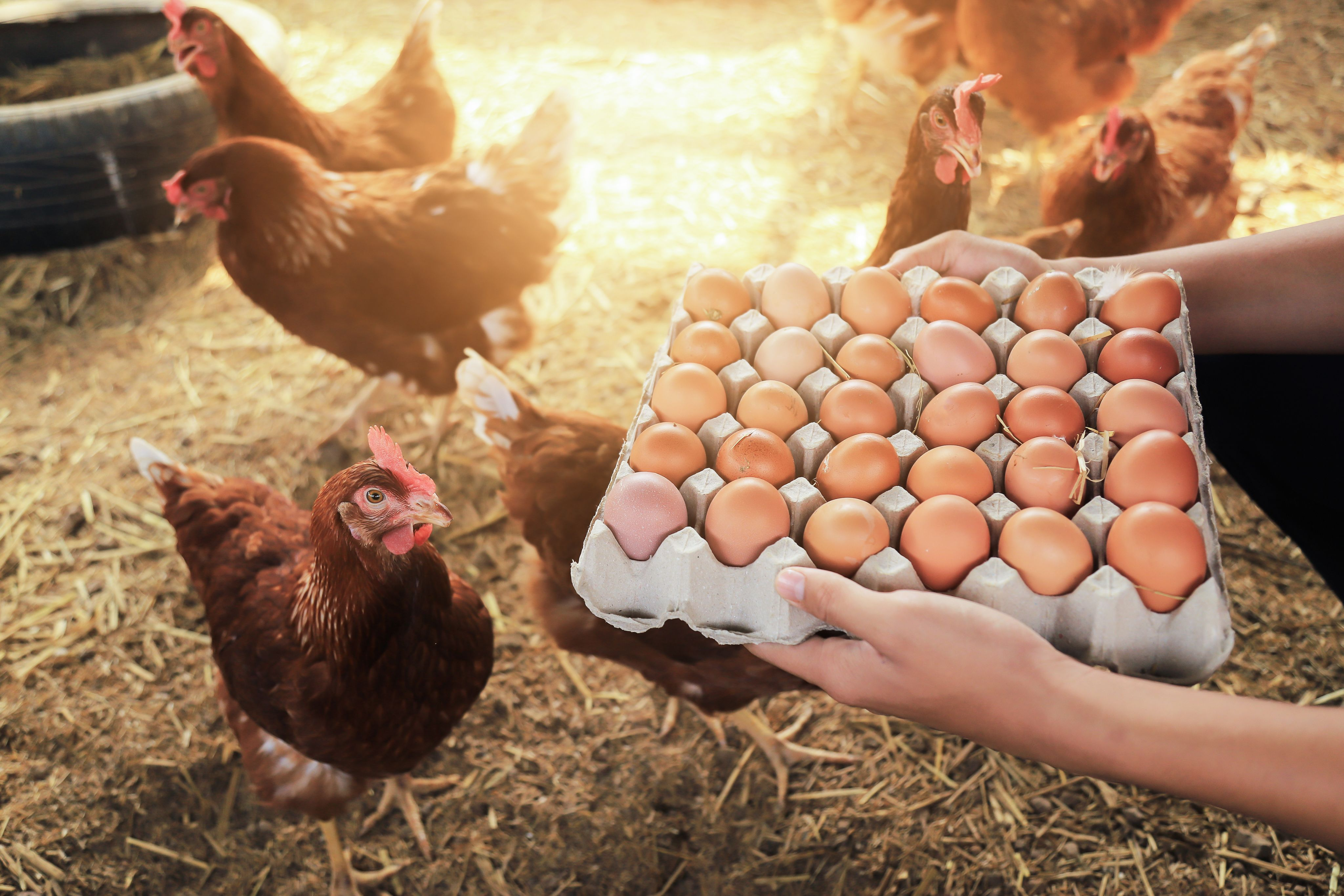 A tray of 30 eggs held out by someone off camera in a farmyard setting with six hens in the background.