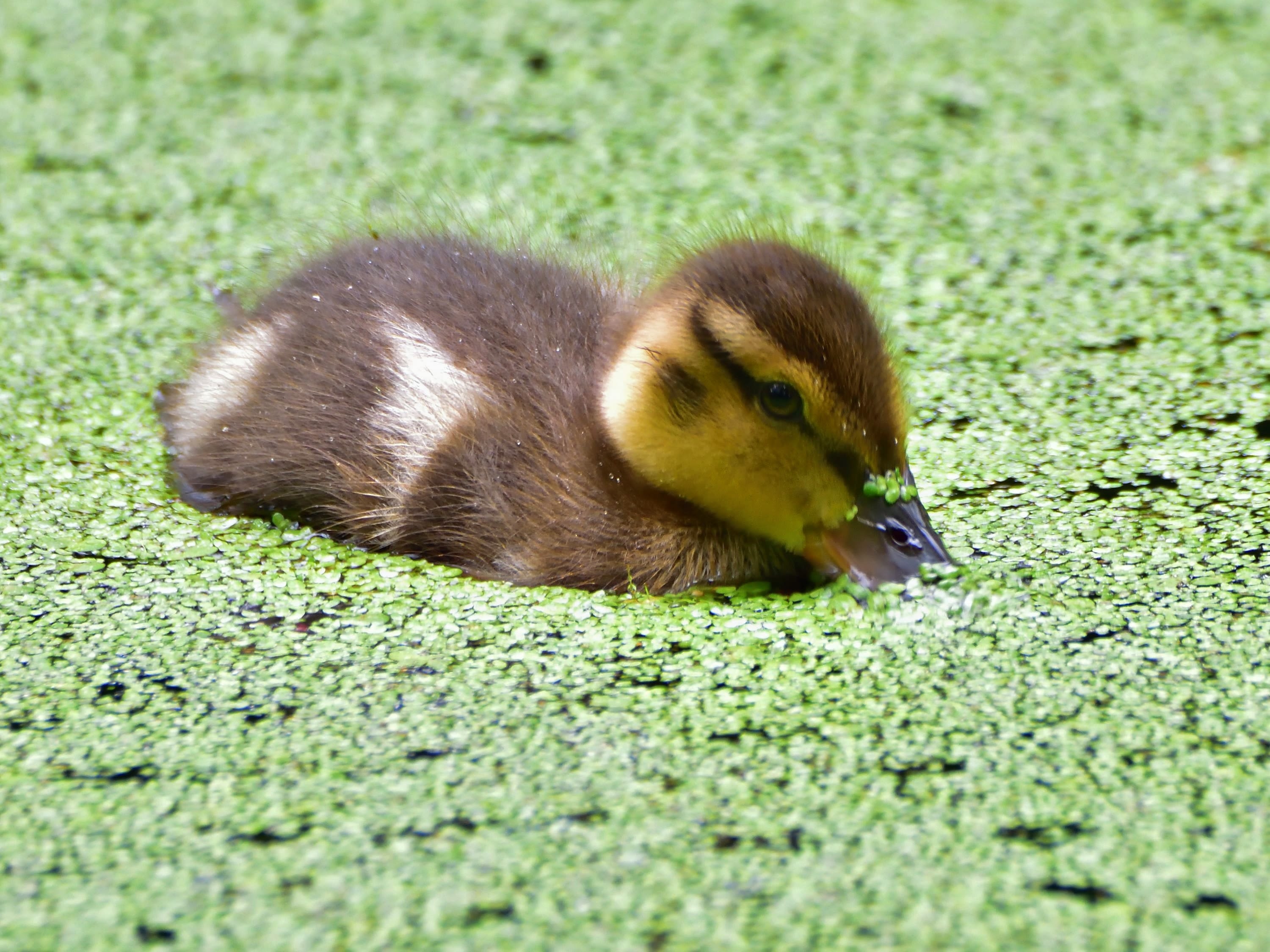 Duck swimming in duckweed
