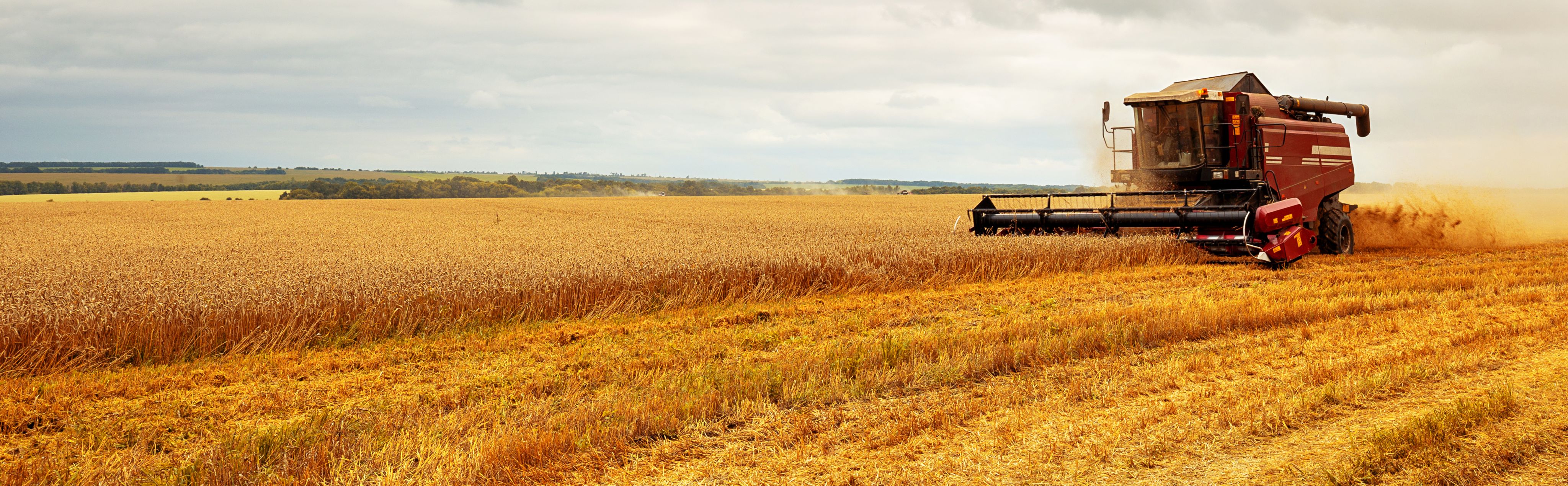 Field being harvested by a combine harvester