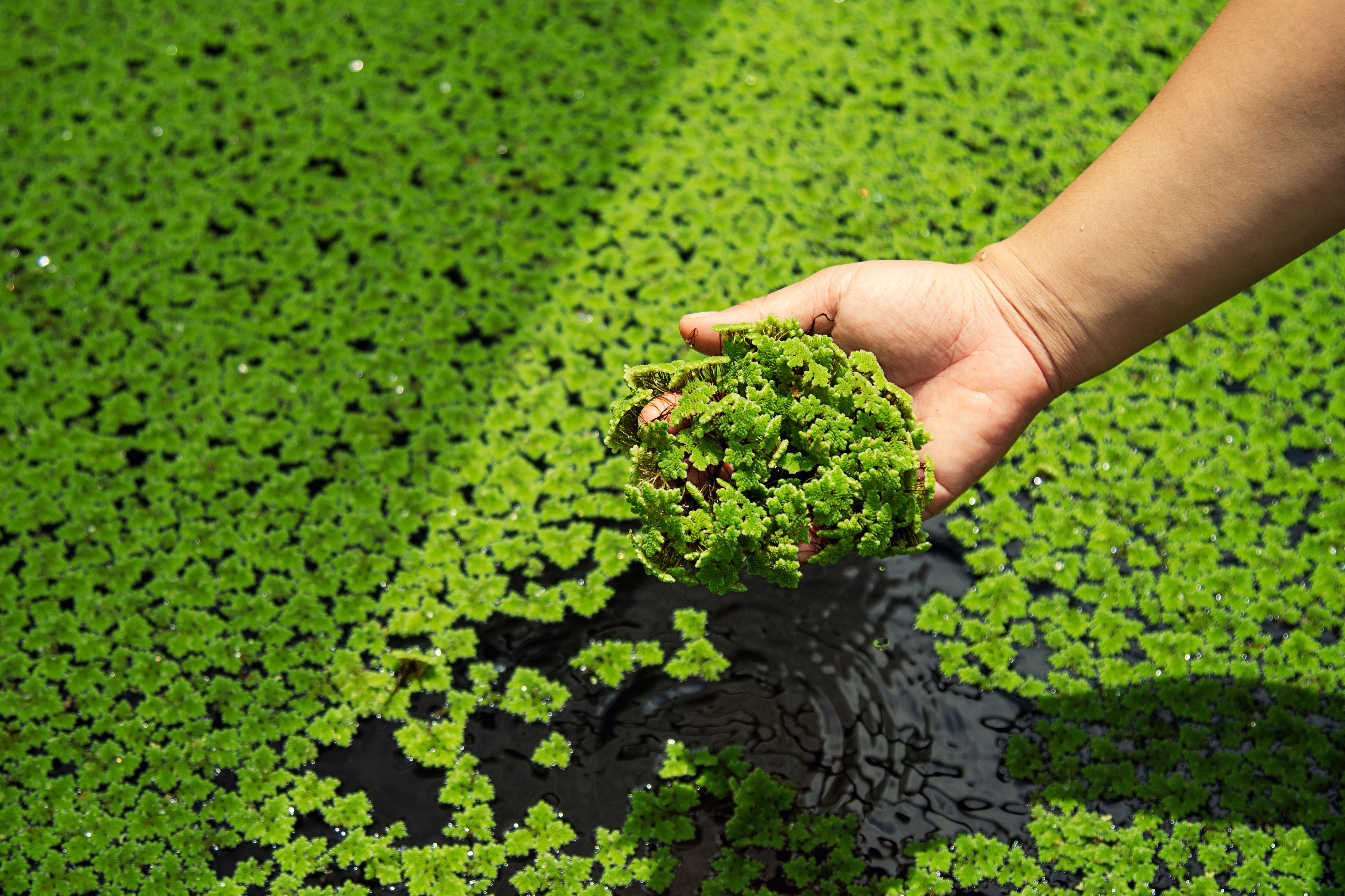 Duckweed in water with hand lifting some out of water