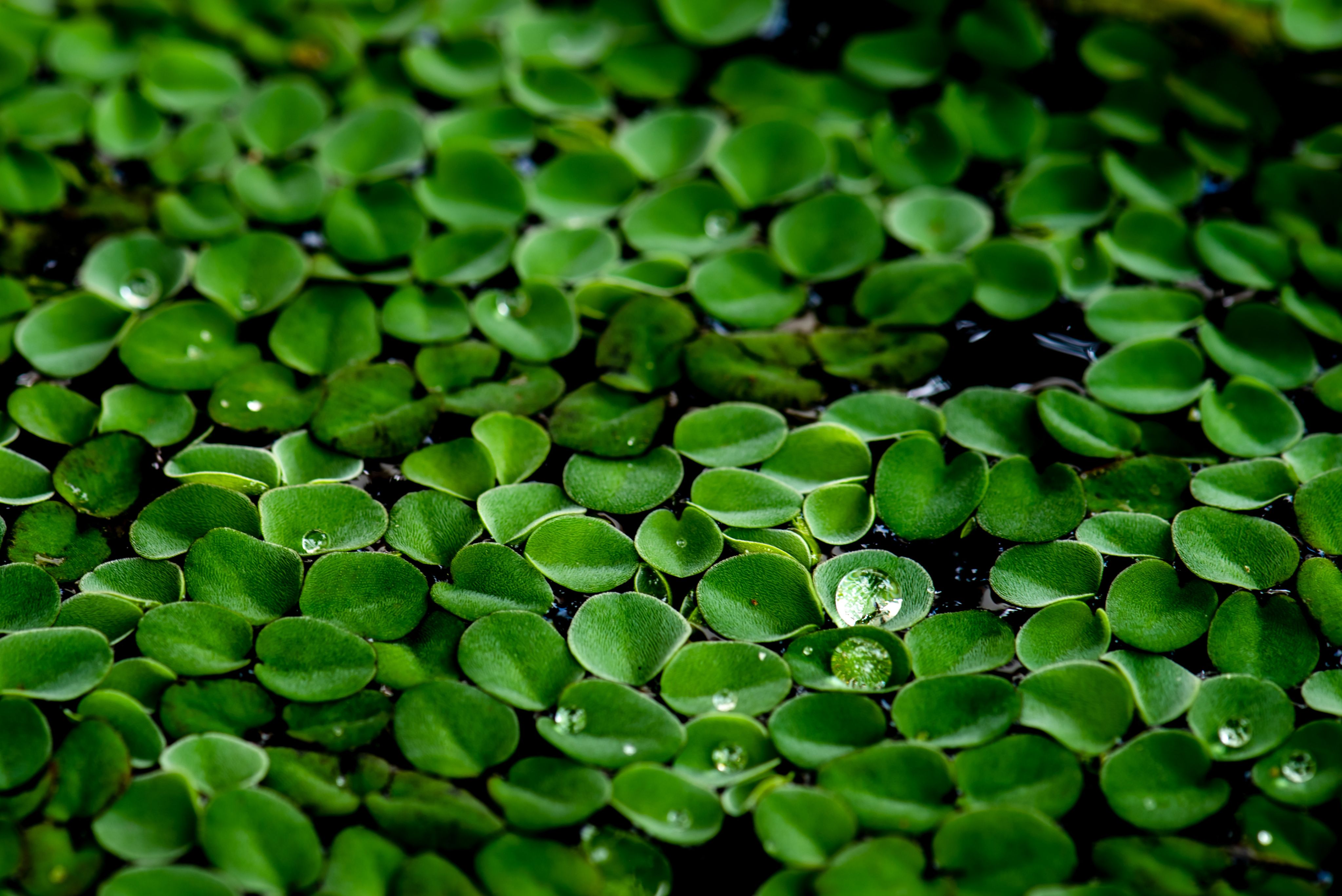 Close up of duckweed in its natural water environment