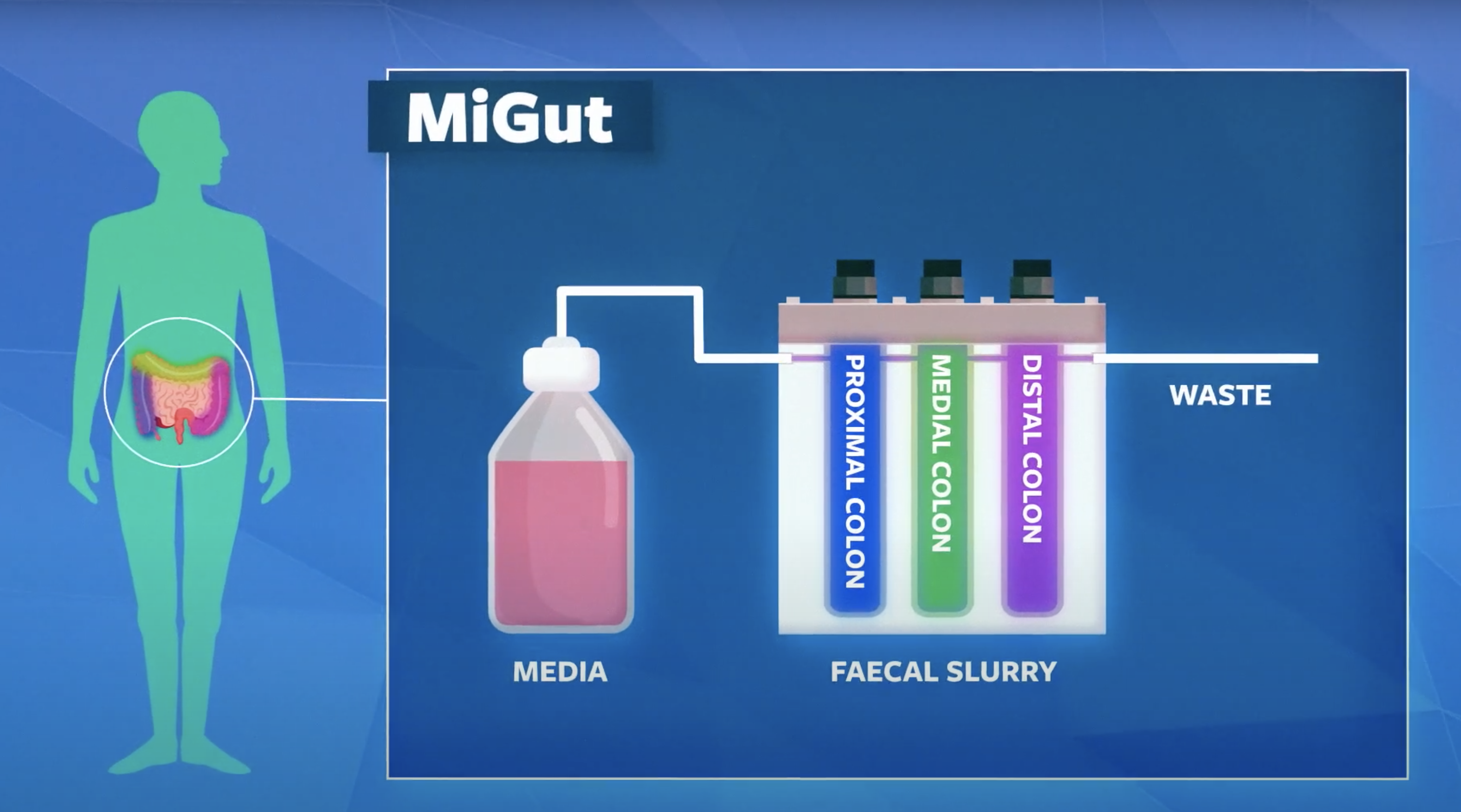 MiGut lab model passes substances through a series of chambers to simulate the human gut. These are labelled proximal colon, medial colon and distal colon