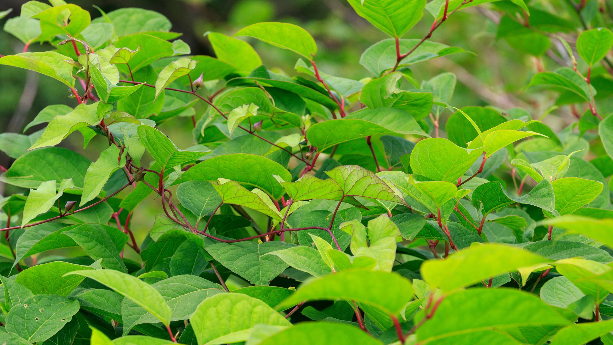 Japanese knotweed