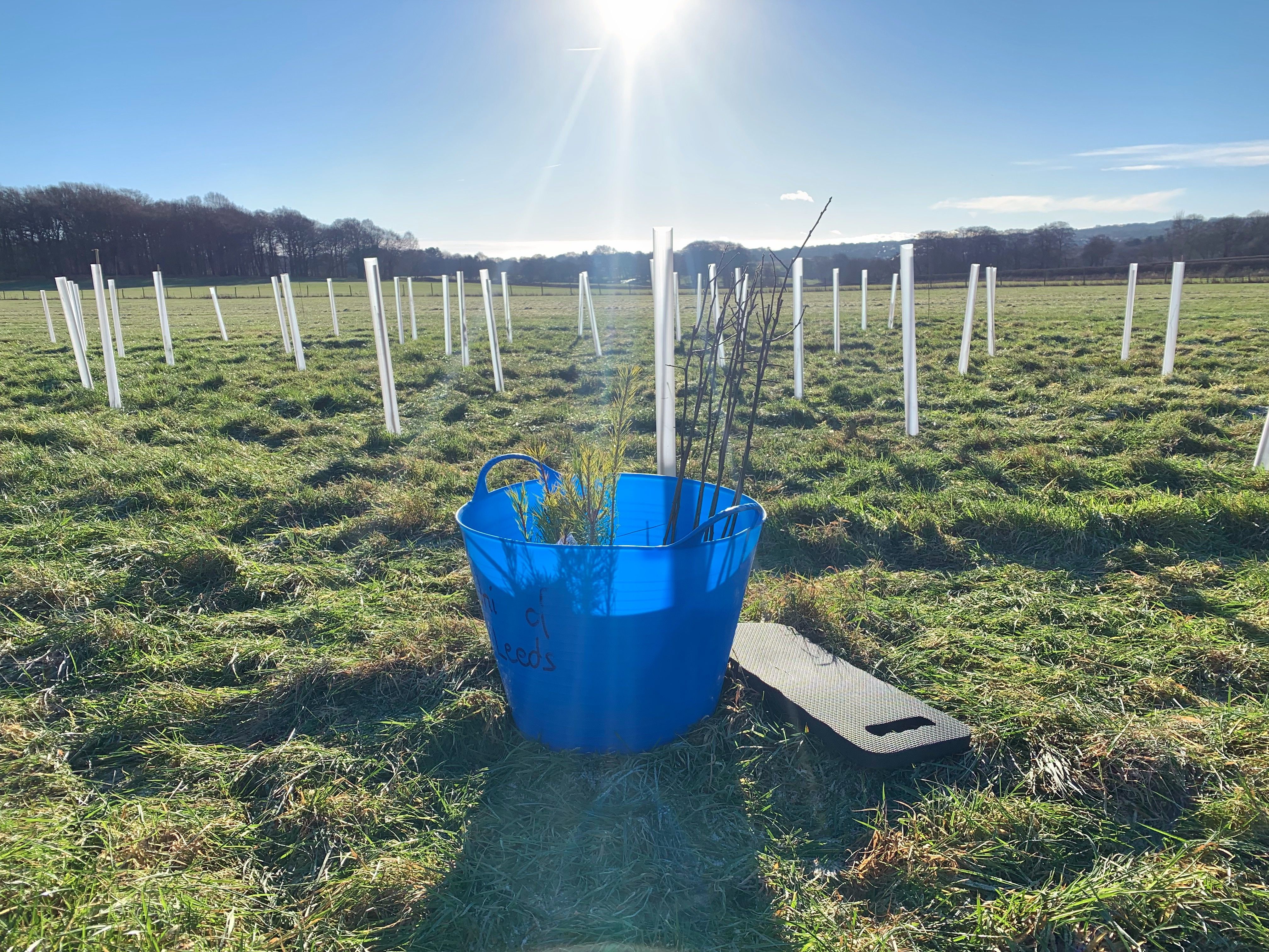 Green field with a blue bucket in the centre. Behind this are white root barriers surrounding freshly planted tree roots.