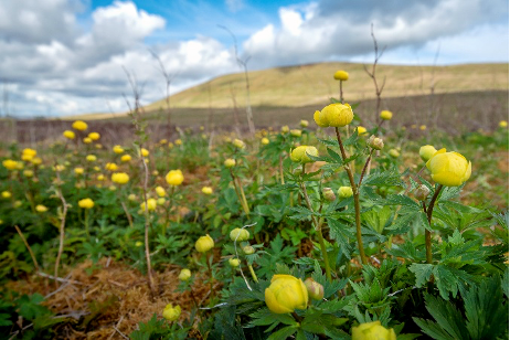 Yellow flowers at the Wild Ingleborough site