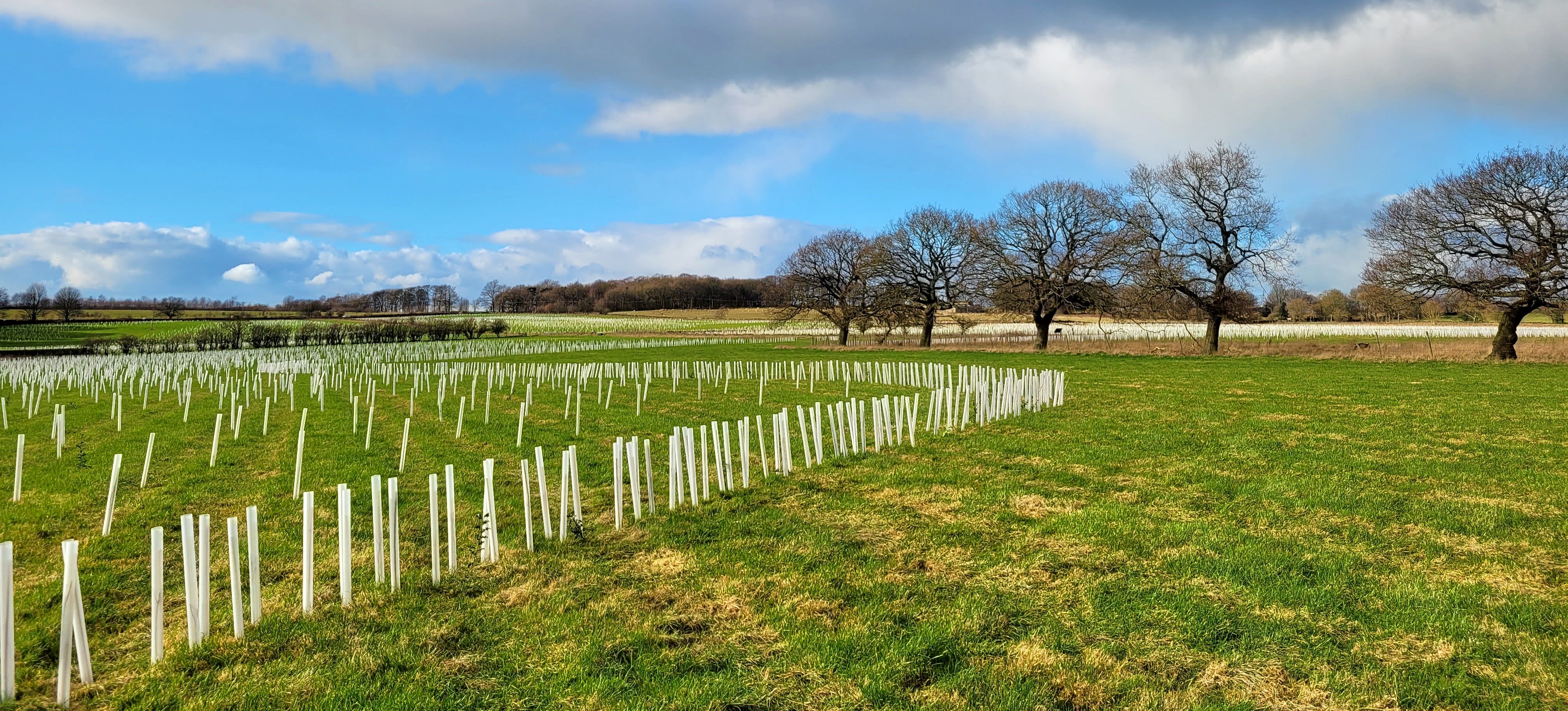 A field containing thousands of newly planted trees, each with a white plastic guard. There is an established woodland on the field edge