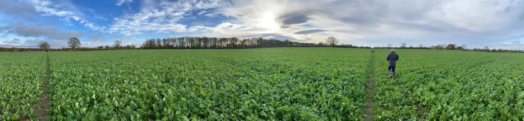 Wide field of green leafy crops, with a line of tress on the horizon, with man walking towards them.