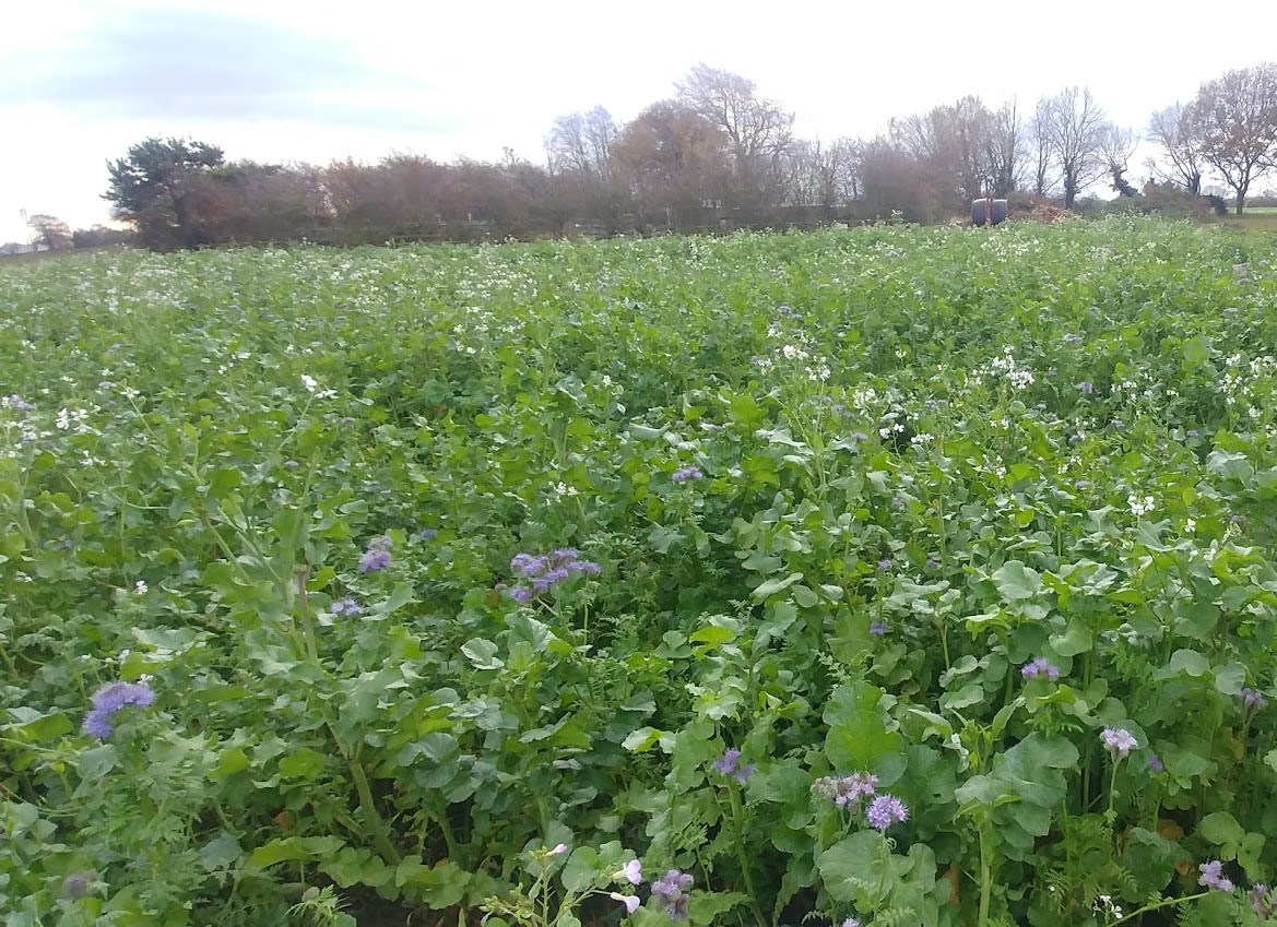 A field filled with leafy green crops.