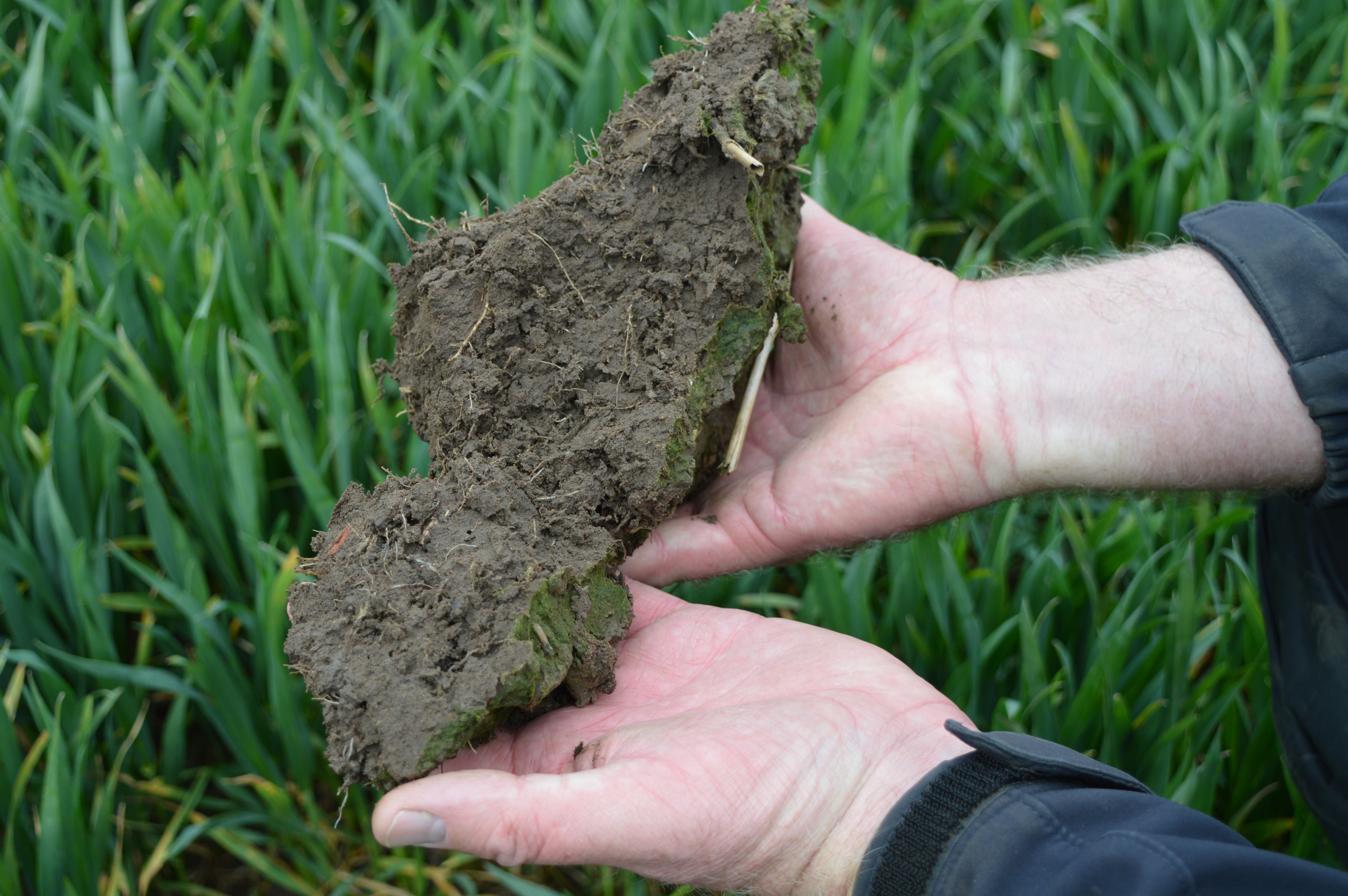 a chunk of soil opened and being held in the palms of two hands.