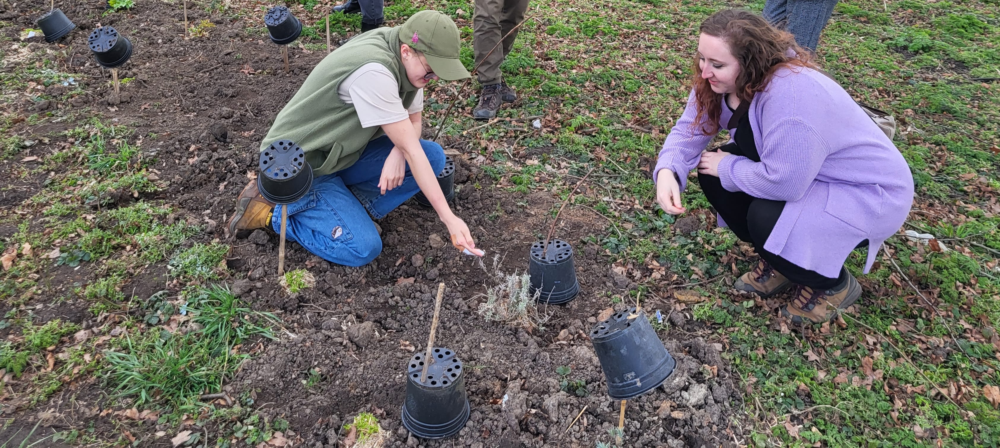 Two people kneeling, looking at a plant in a bed. There are short bamboo canes with flower pots on top throughout the bed.
