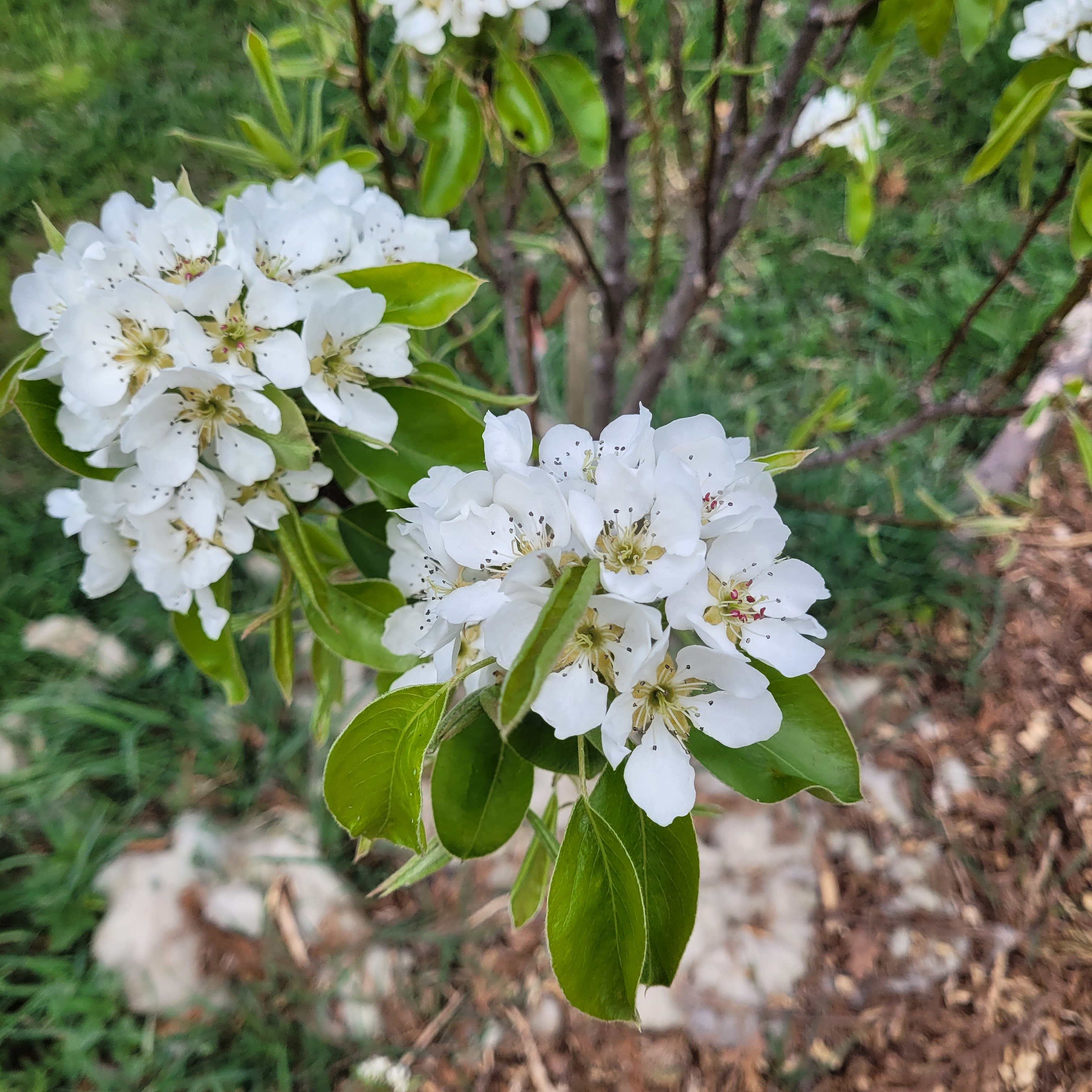 Small white flowers and leaves on a tree.