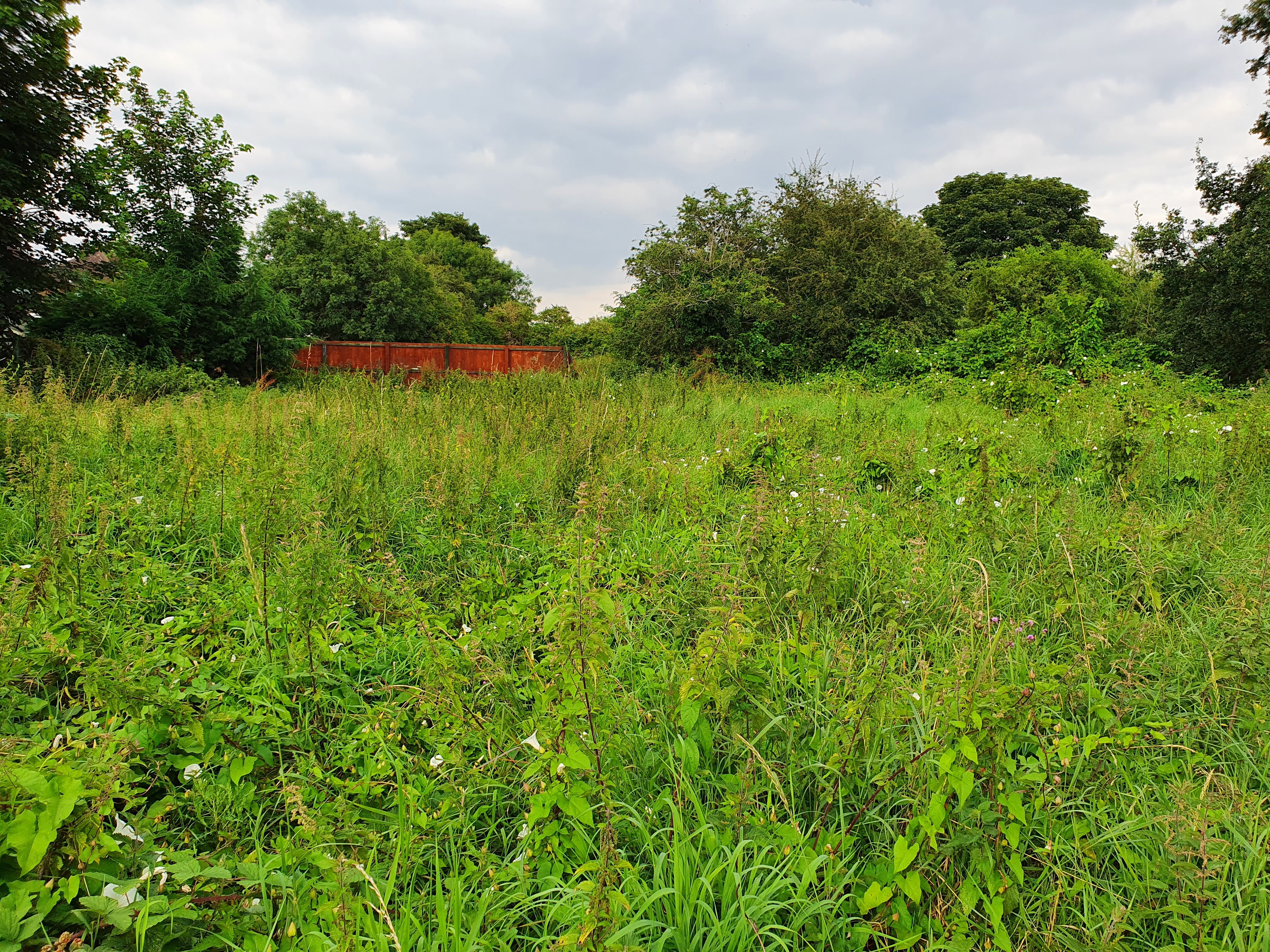 An area of land, overgrown with weeds, with an orange shipping container and trees in the background.