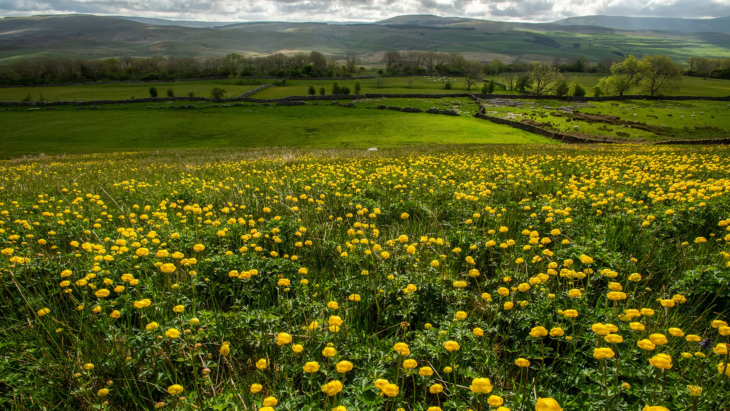 Fields of yellow globeflowers in the Yorkshire Dales