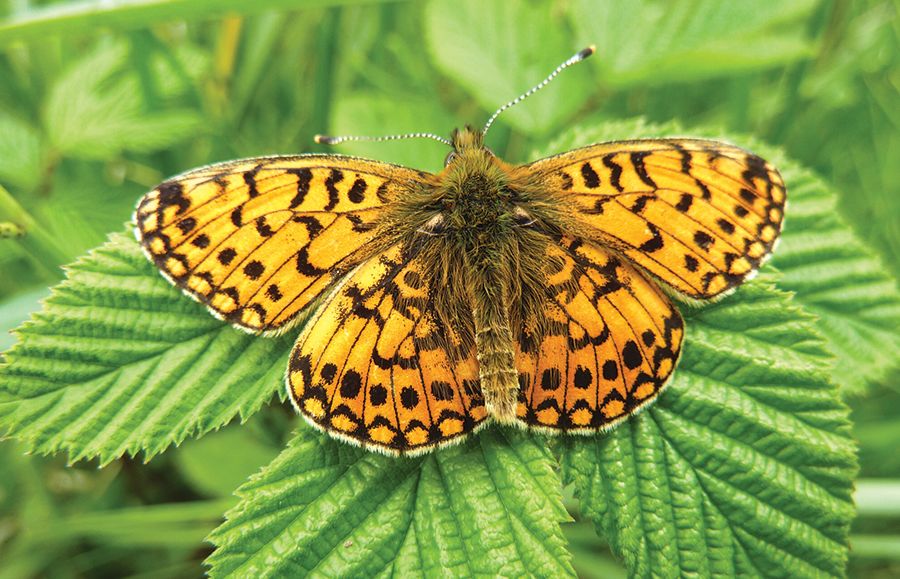 A Small Pearl-bordered Fritillary butterfly on a plant