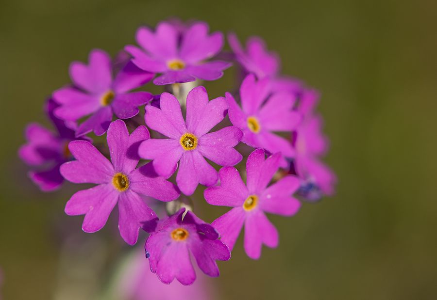 A close up of a pink Bird's eye primrose flower