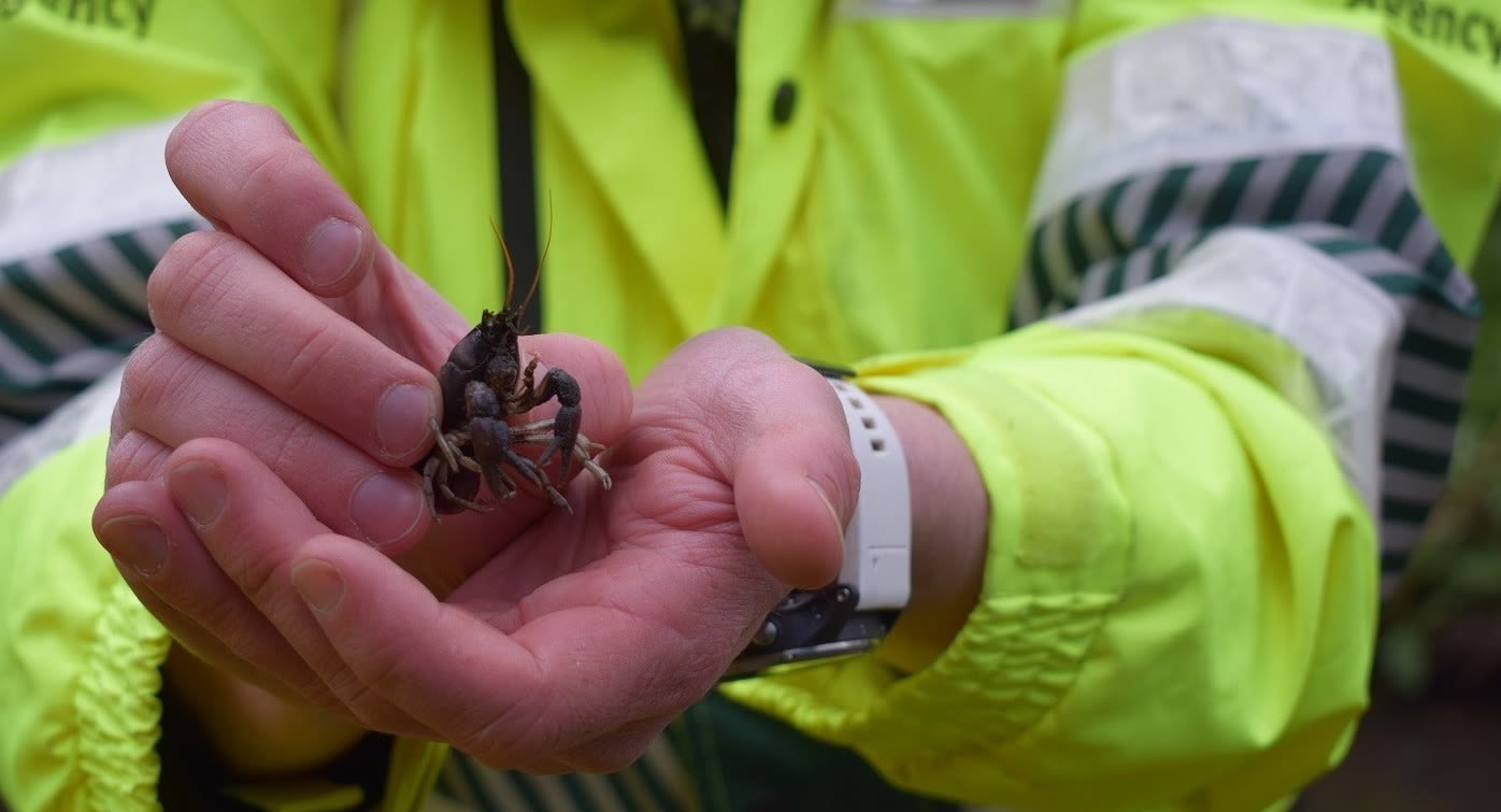 A person wearing a hi-vis jacket holding a crayfish in their hands