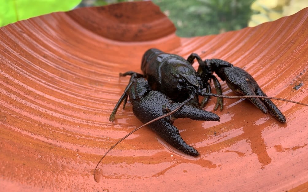 A crayfish resting in a piece of broken terracotta pot