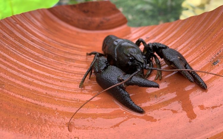 Environment Agency seizes illegal traps threatening crayfish and eel - BBC  News