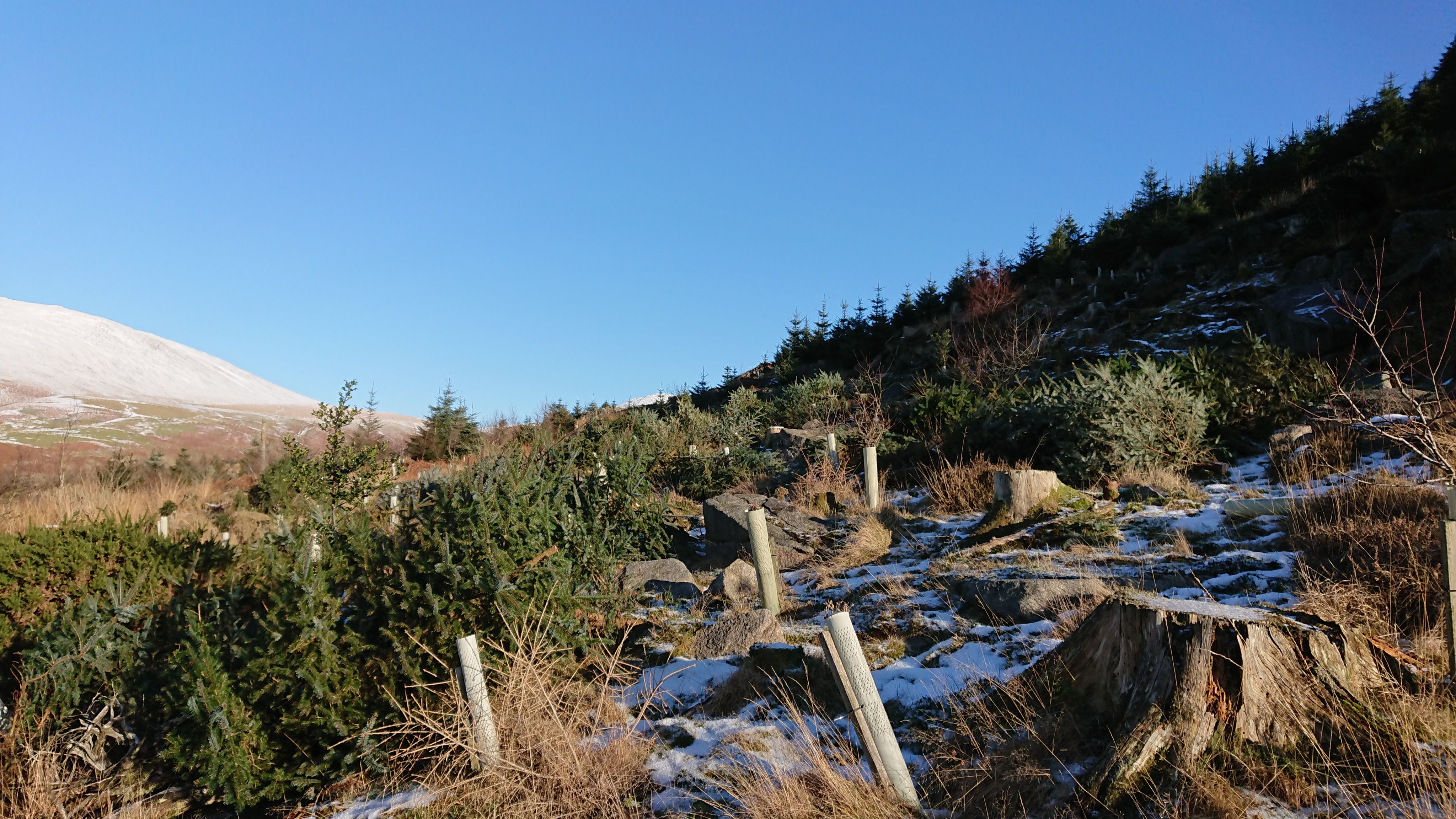 Saplings growing in a snowy landscape