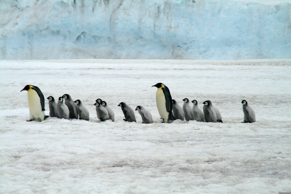 Penguins walk across the ice