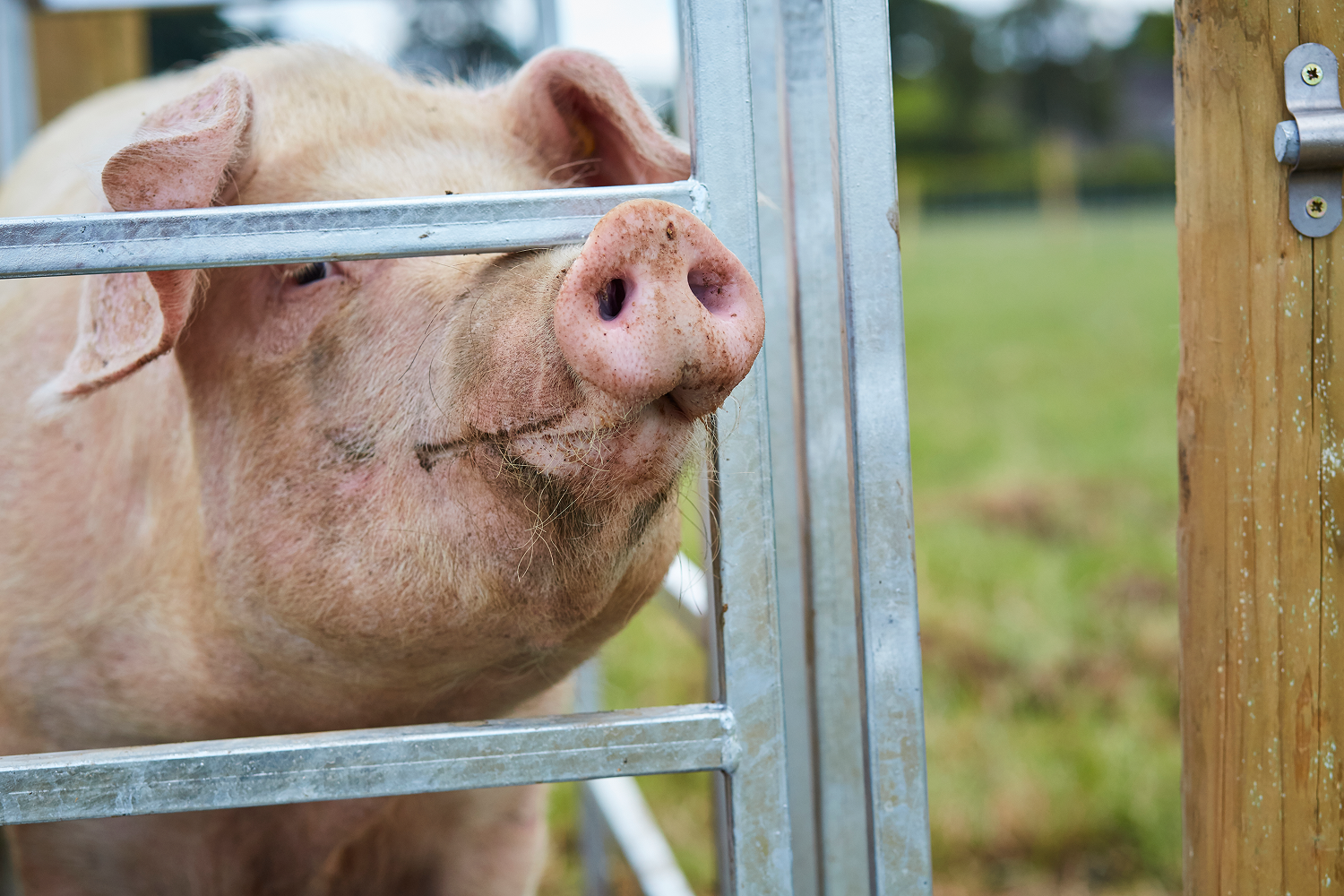 A pig in a pen