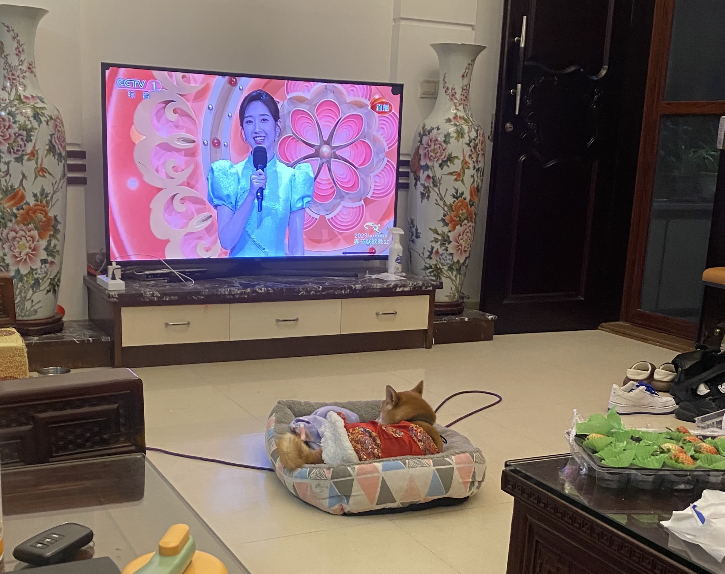 A living room with a small dog in a dog bed in the middle of it. The dog is watching somebody on TV. There is a tray of snacks on a table.