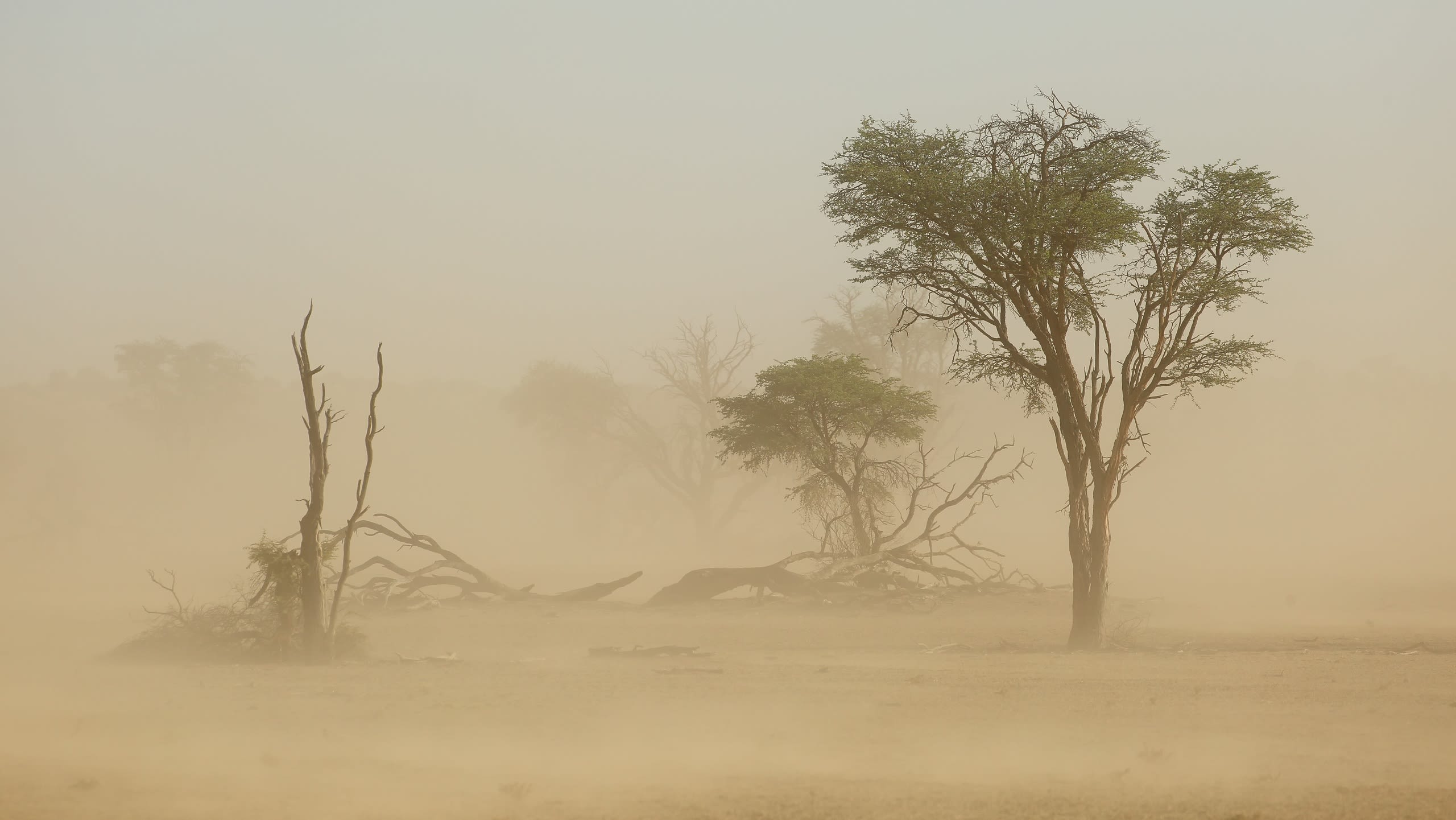 Duststorm