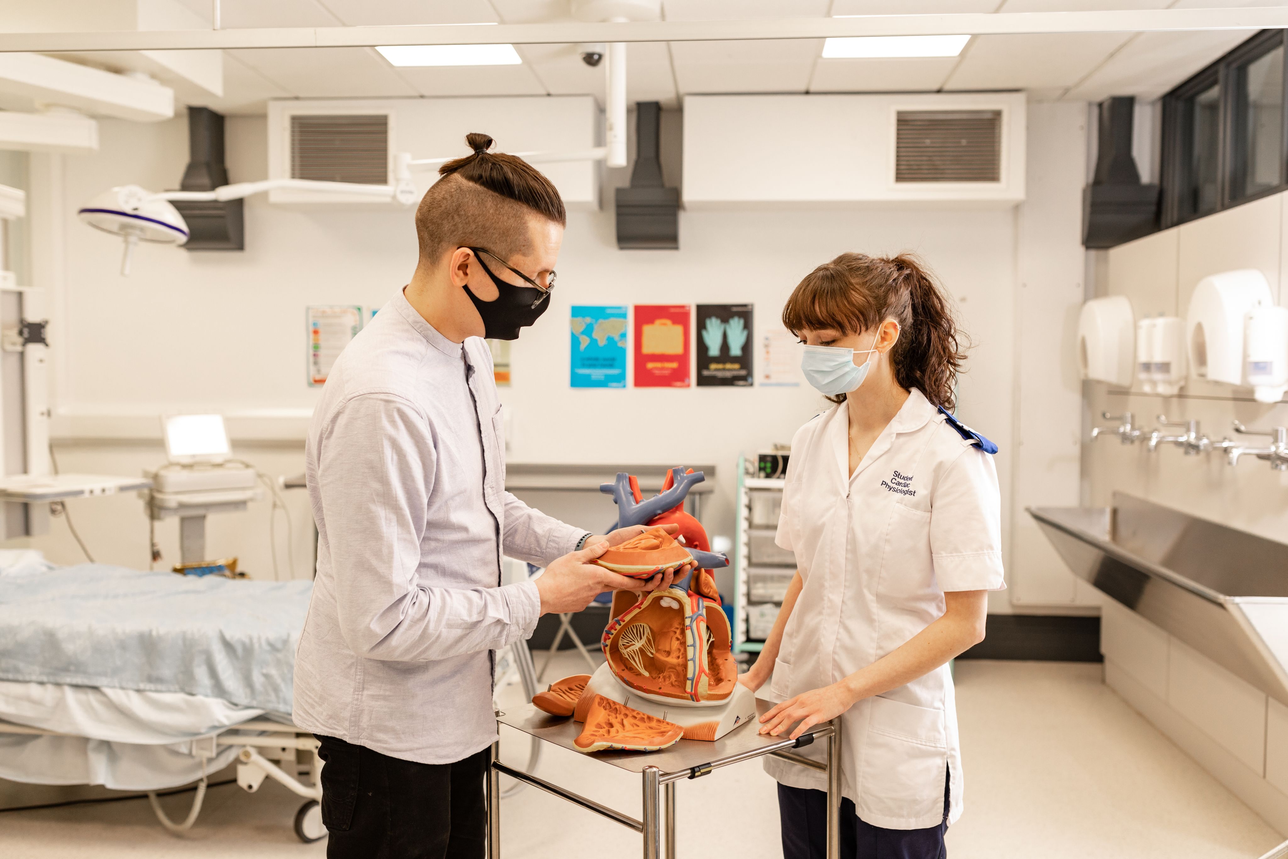 two medical students examine a model heart