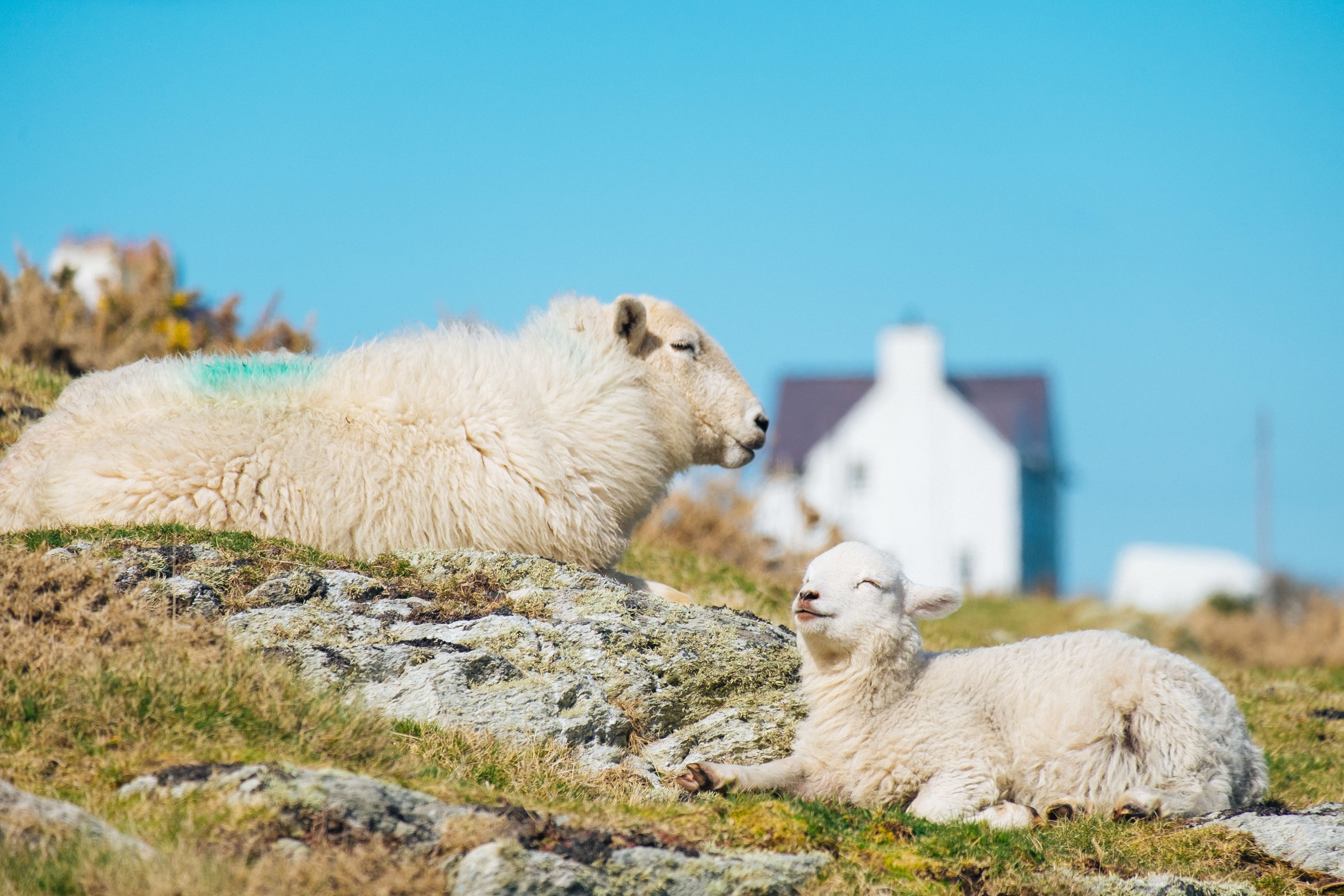 A ewe and a lamb sitting on a mossy rock, eyes closed in the sun.