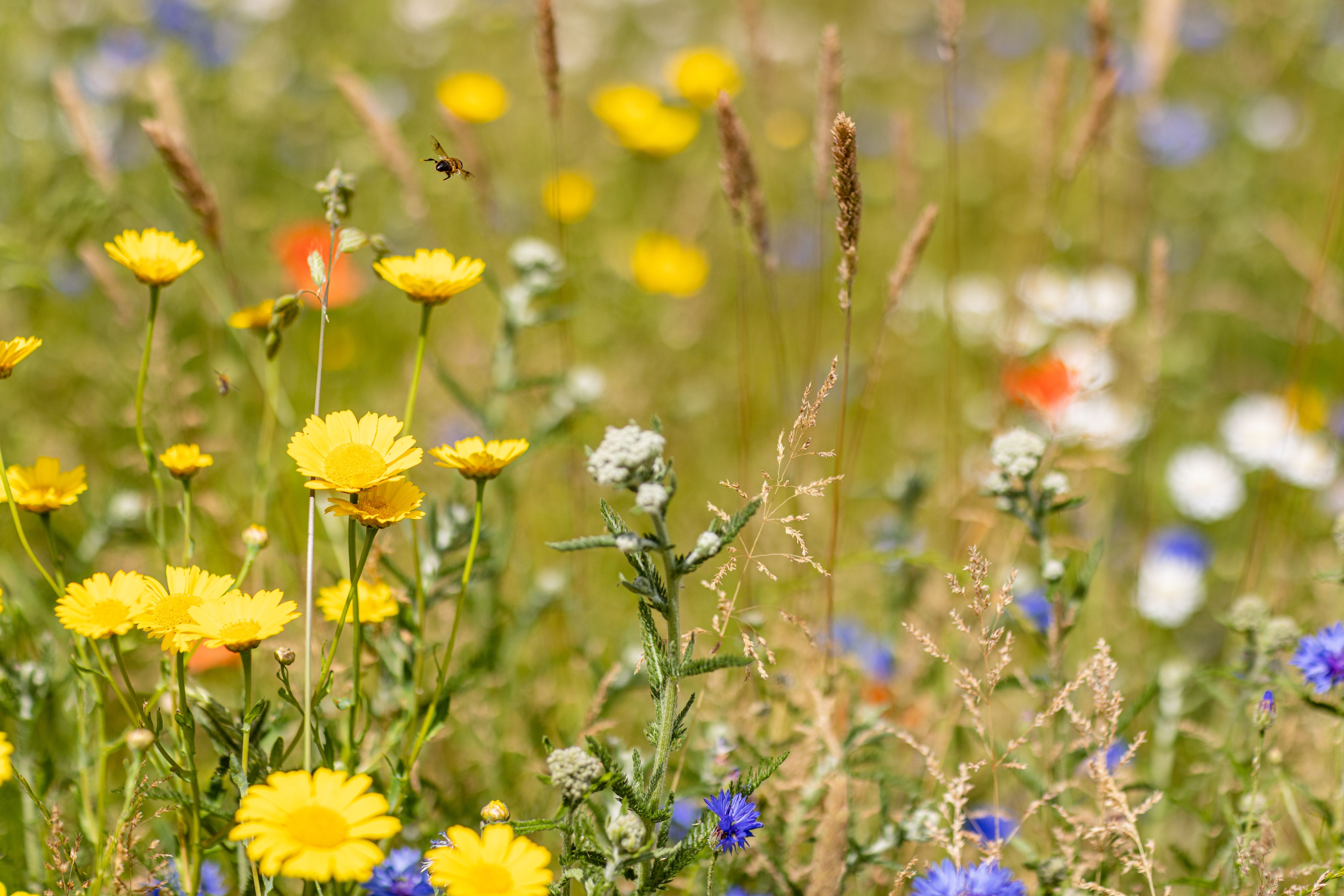 A close up of wildflowers with a bee hovering above.