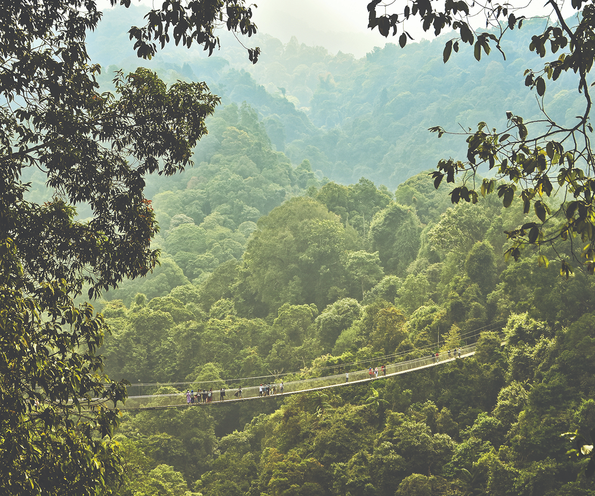 An aerial view of a rainforest