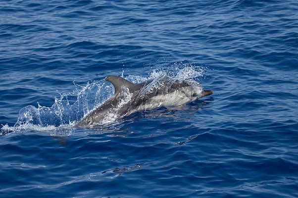 a dolphin emerges from the blue sea in an arc with water splashing.