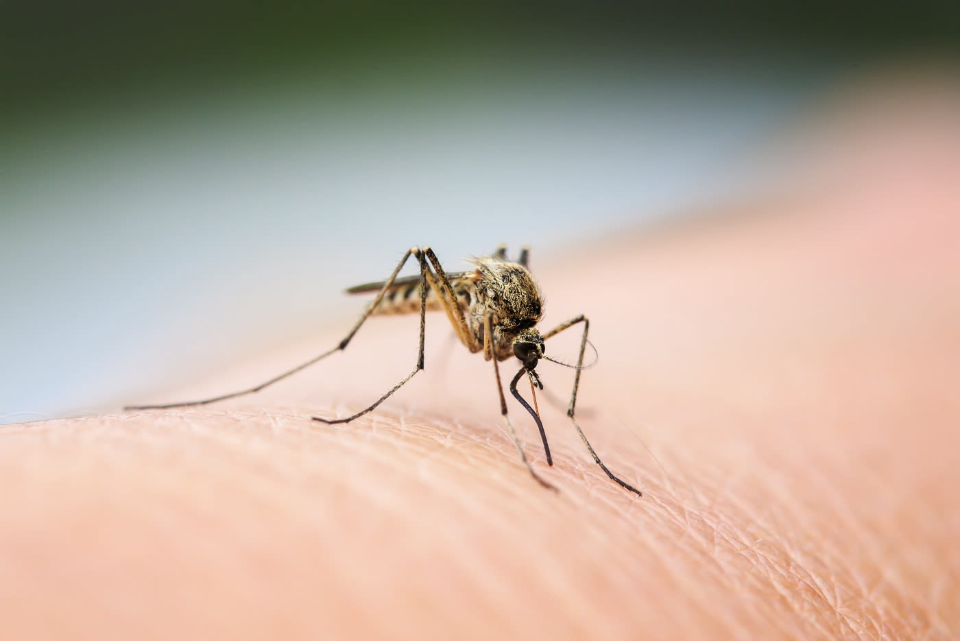 close up of a mosquito resting on a finger.