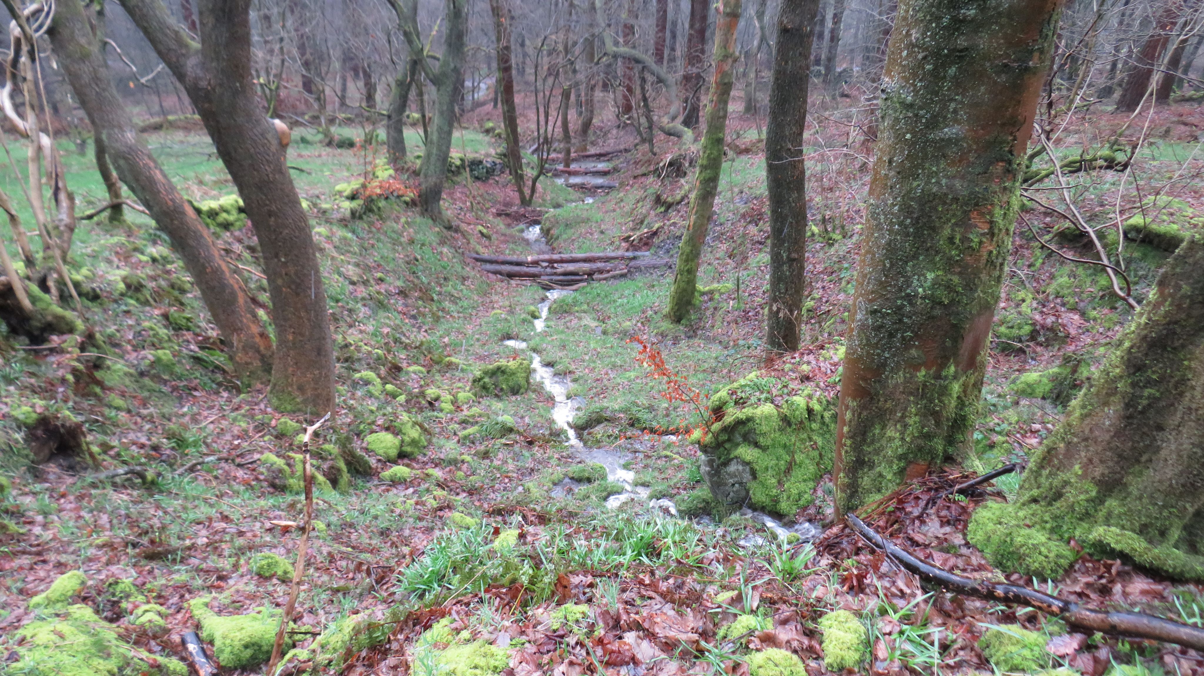 a stream in woodland with a dam made of tree branches