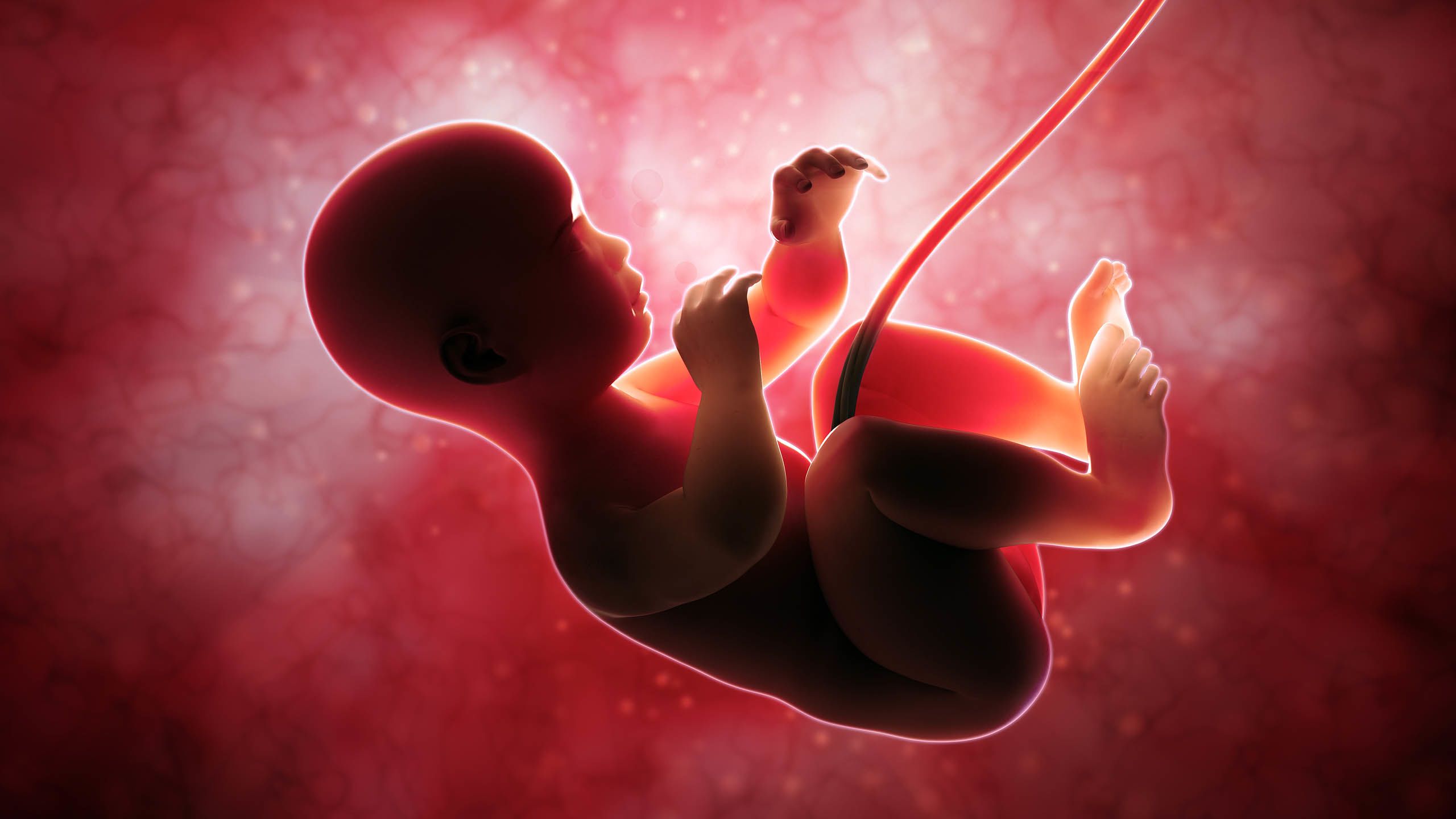 A baby in the womb