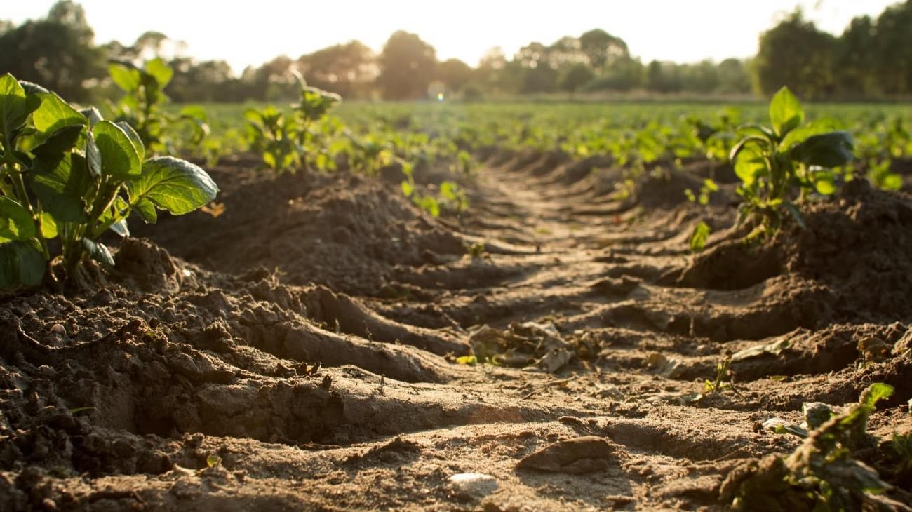 A close up of a field of crops with a soil track running through the middle