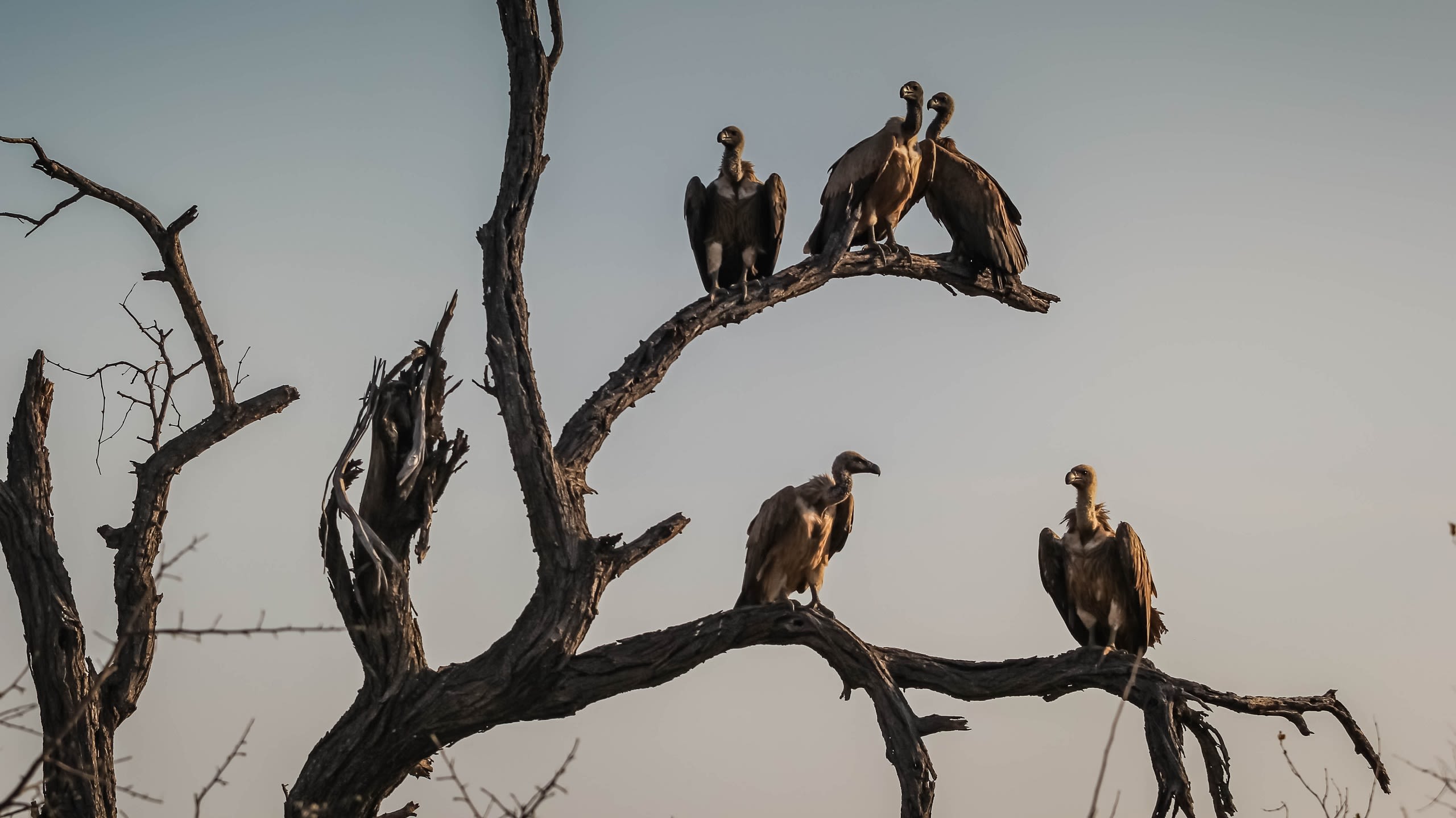 Several vultures perched on a dead tree
