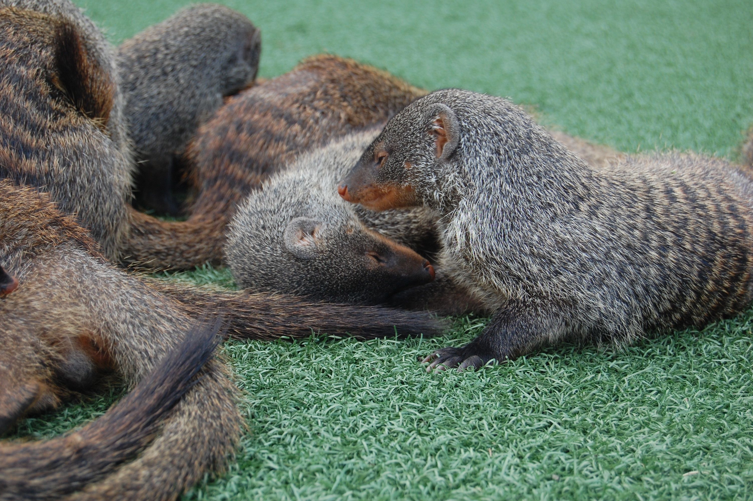 banded mongooses, Uganda