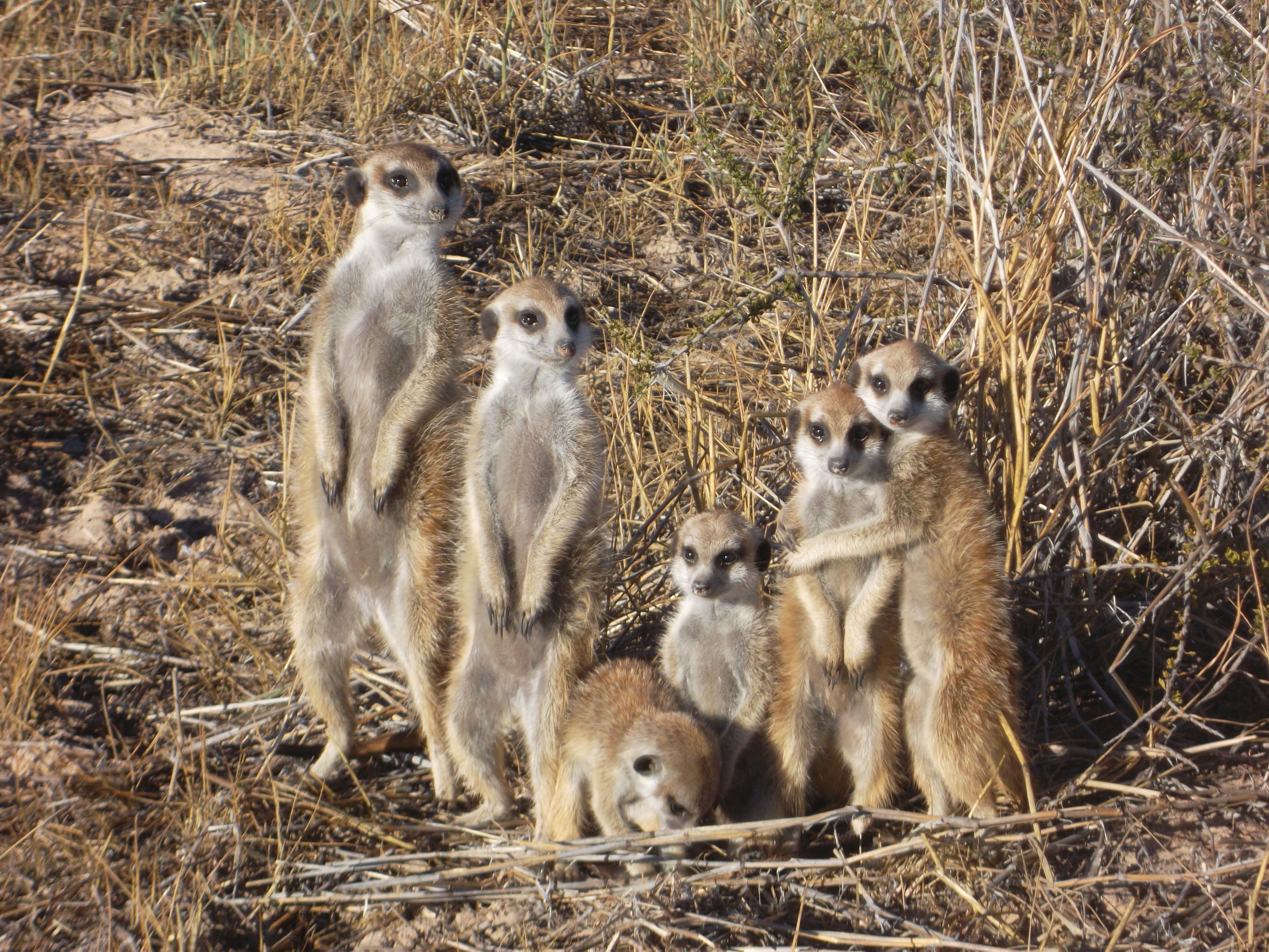 Meerkats