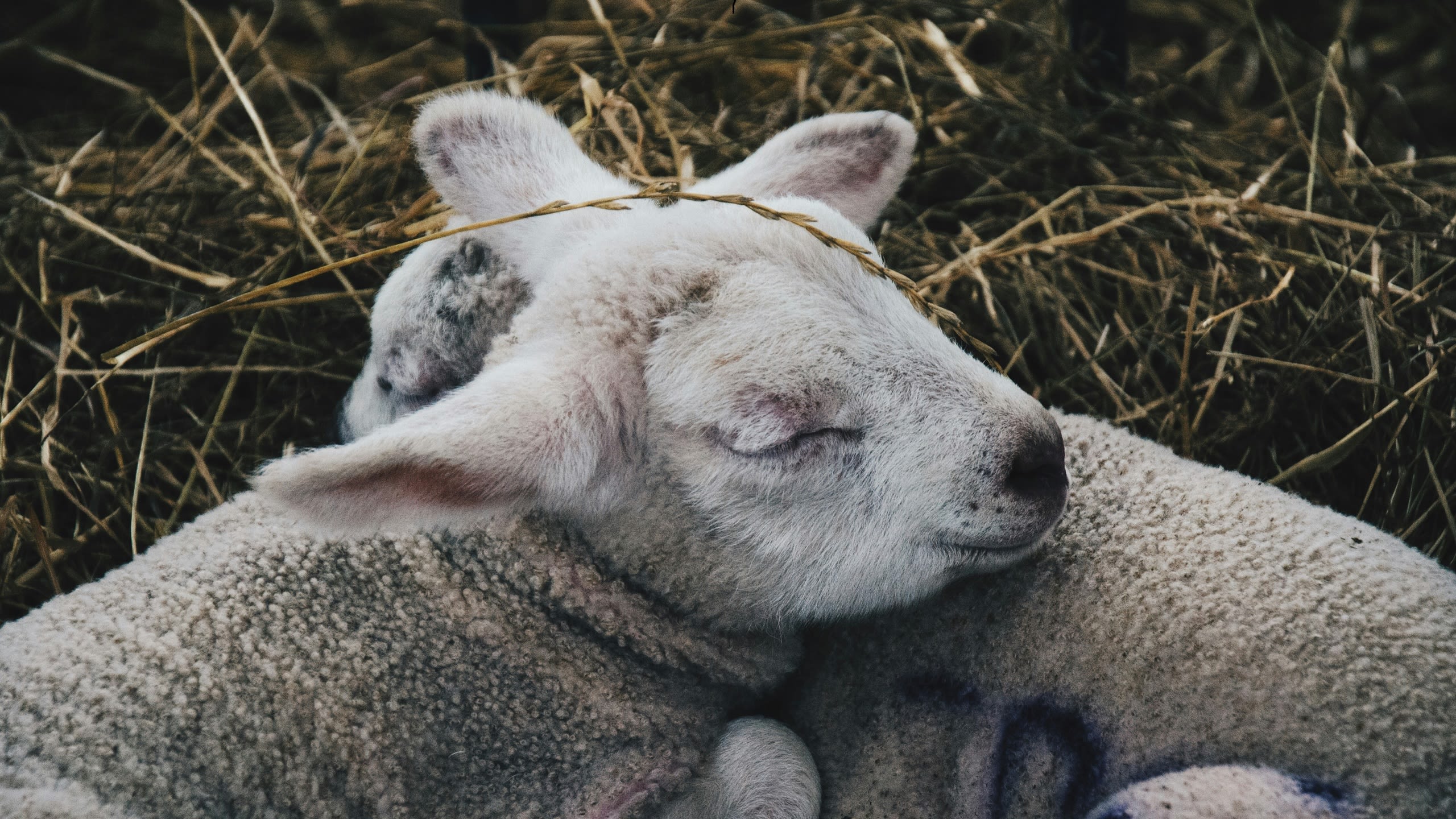 Two lambs on a straw bed, sleeping