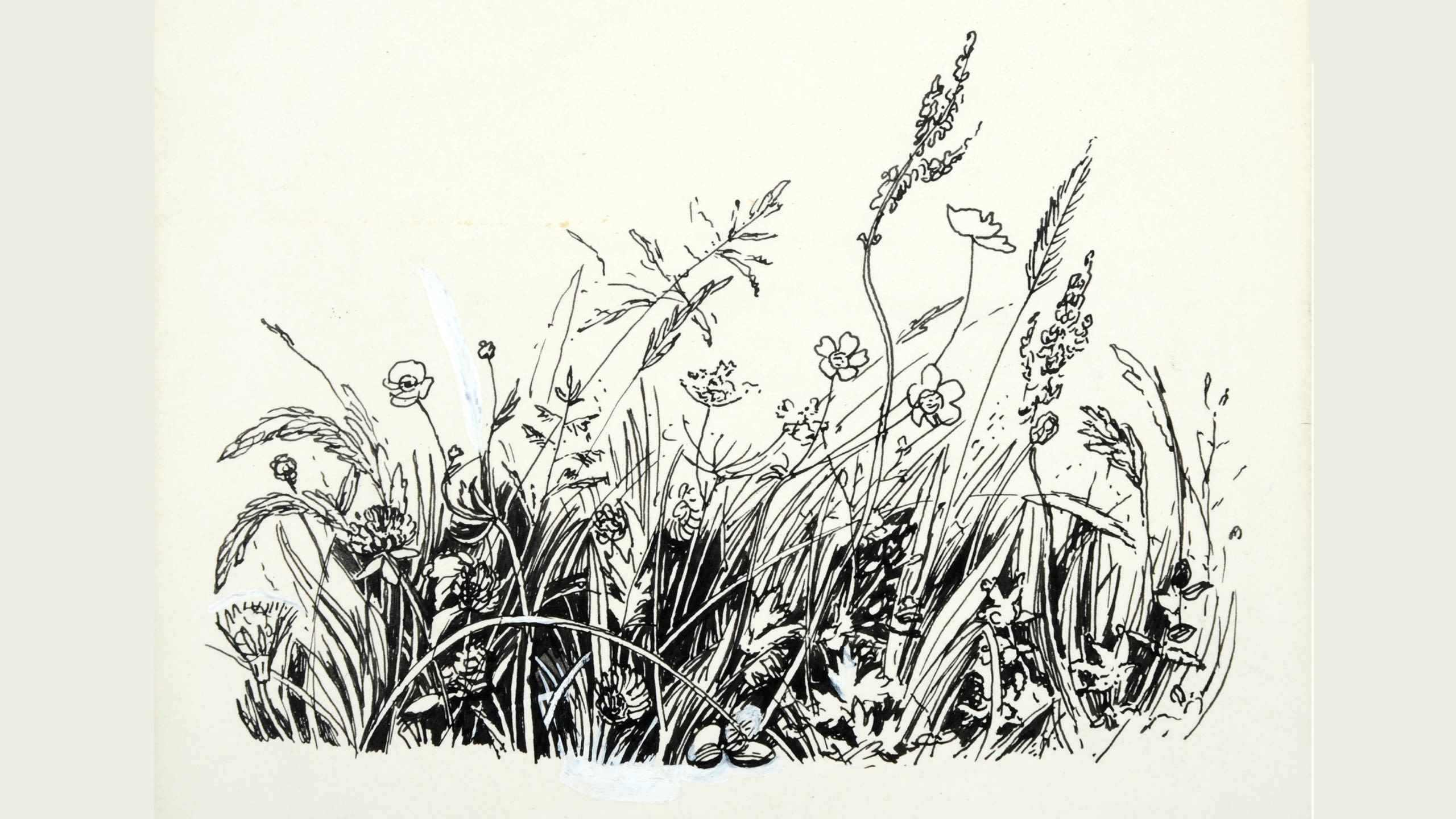 A pen and ink drawing of wildflowers and grasses.