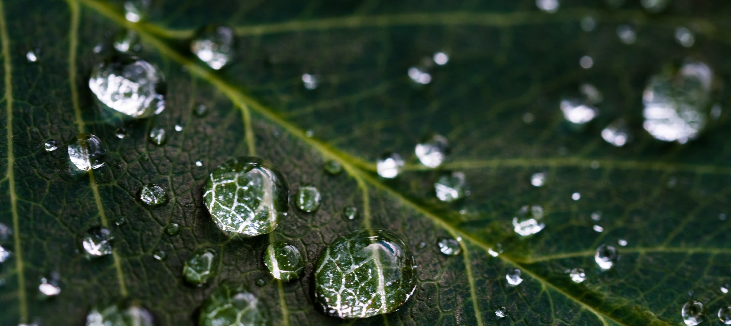 Close-up of water droplets on a leaf