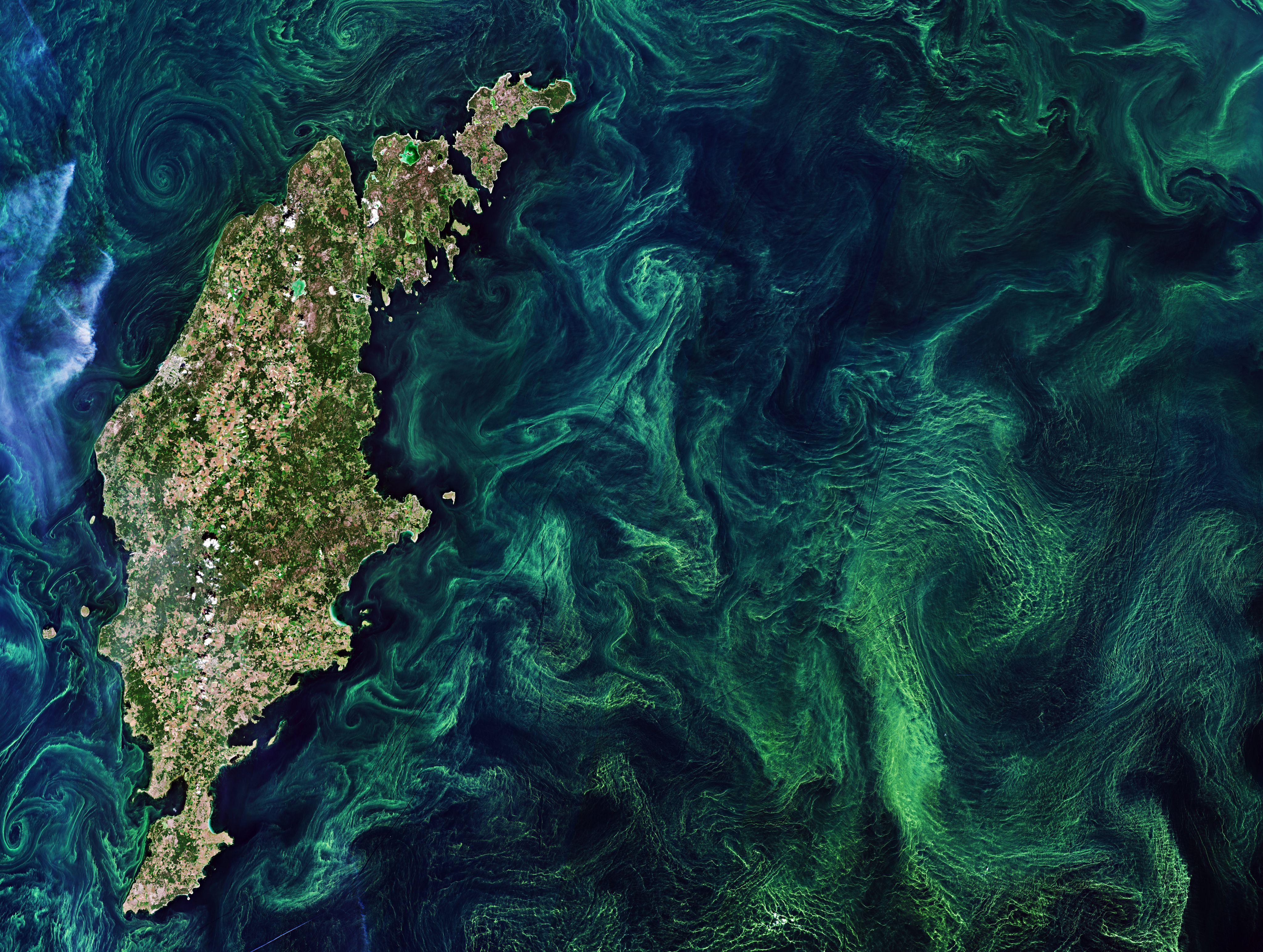 Satellite view of the 'Baltic Blooms': green and blue swirls in the Baltic Sea, with an island on the left of the frame